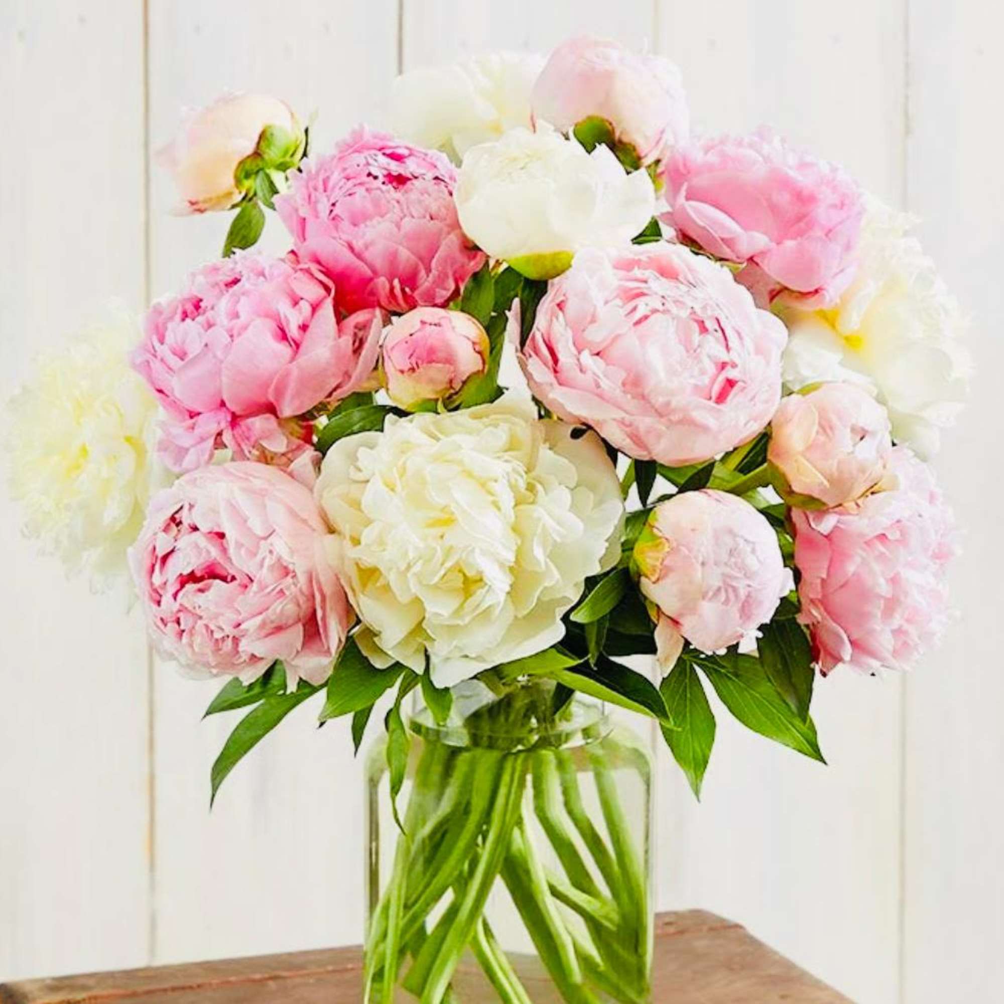 Pink and white peonies in a clear glass vase