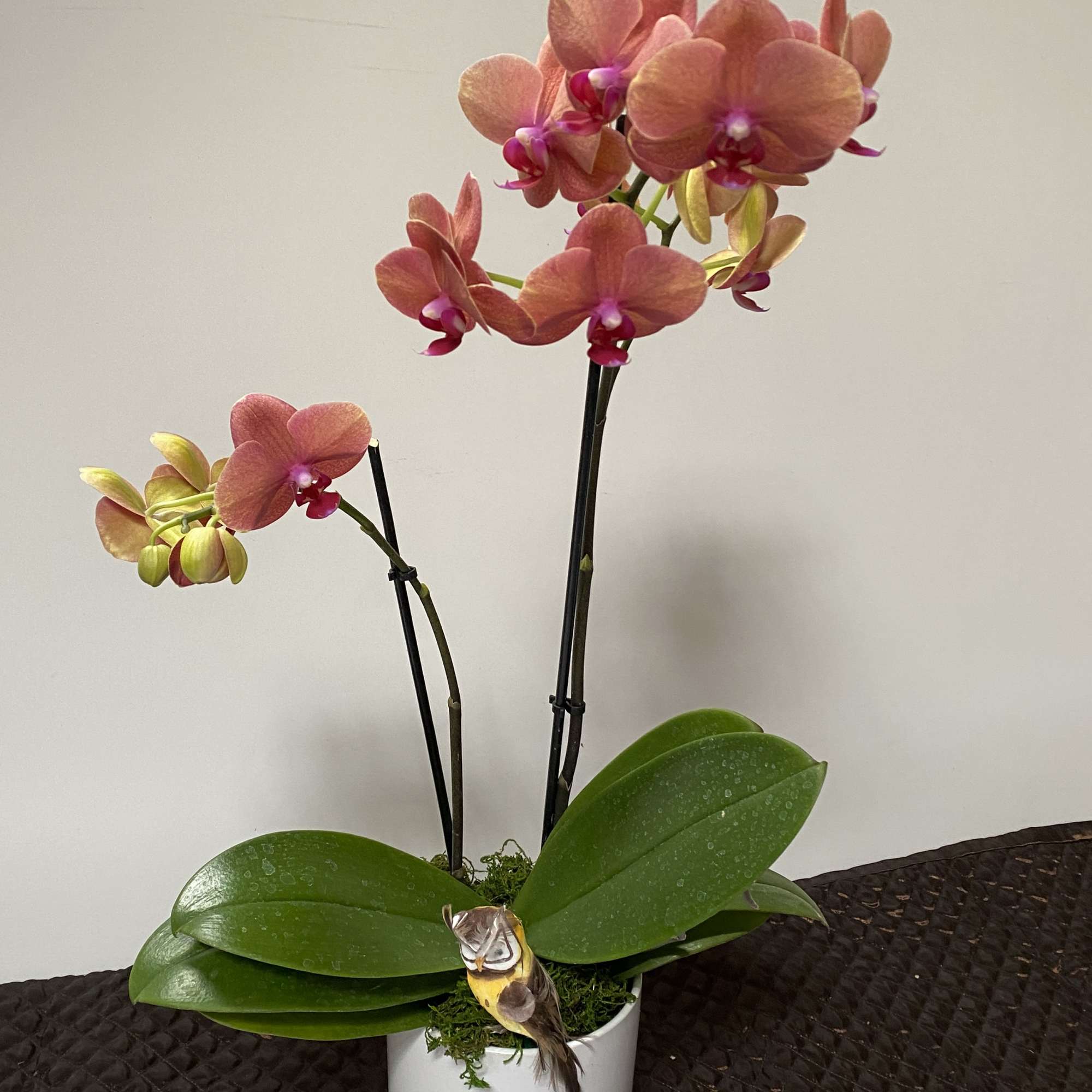 Potted orchid with pink blooms in a white container