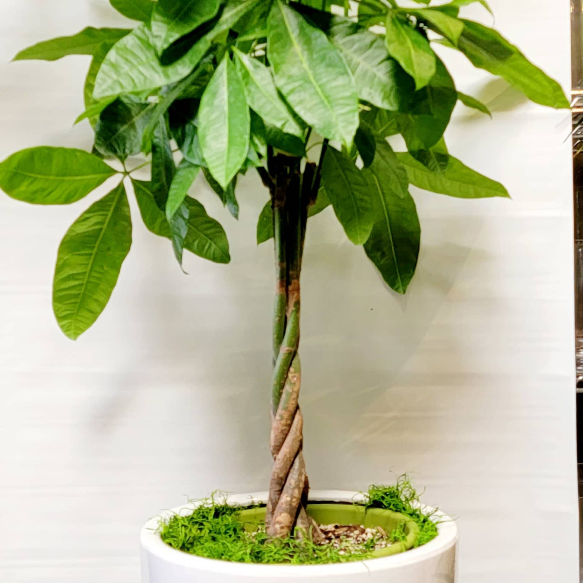 Potted money tree plant in a white cylindrical planter