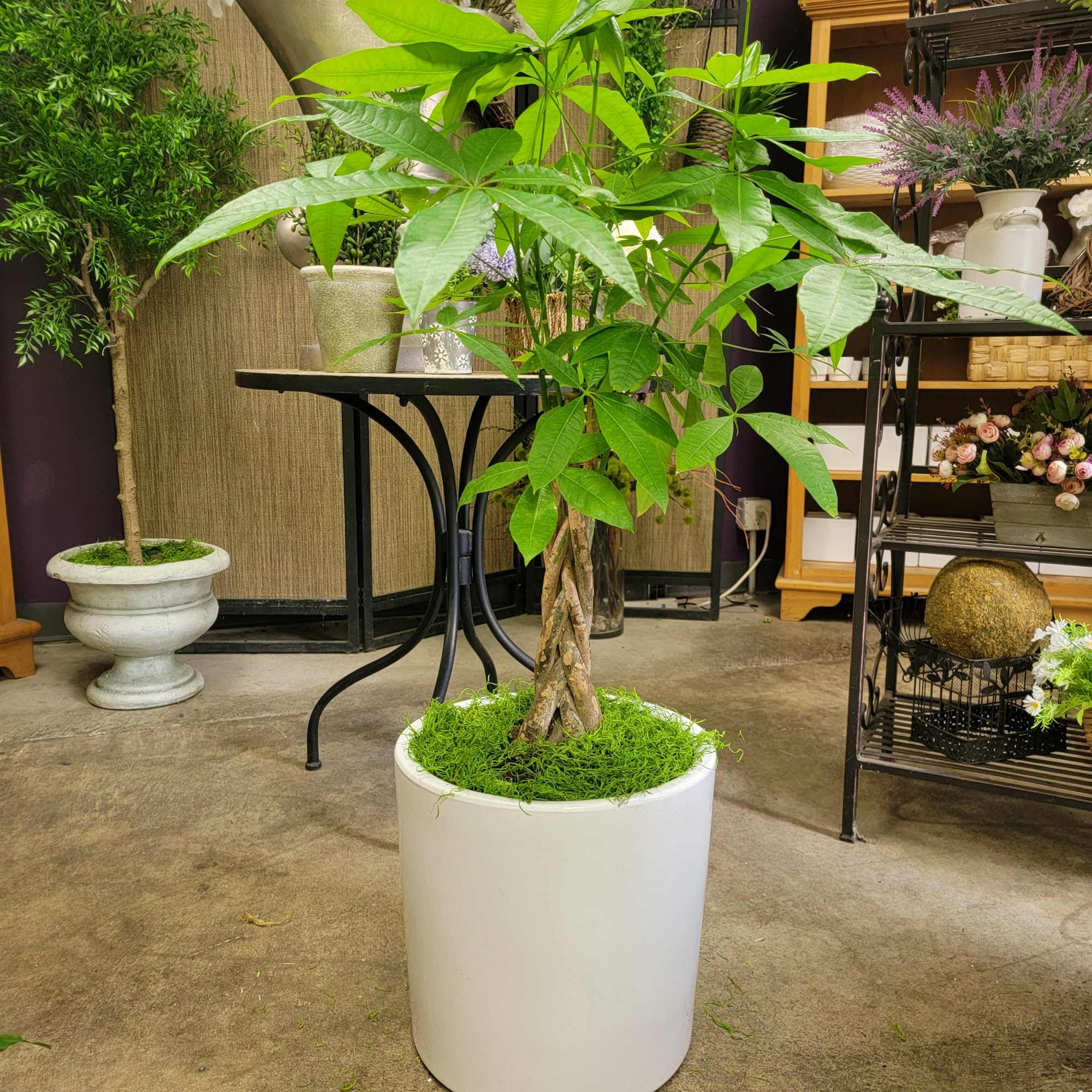 Potted money tree in a white planter