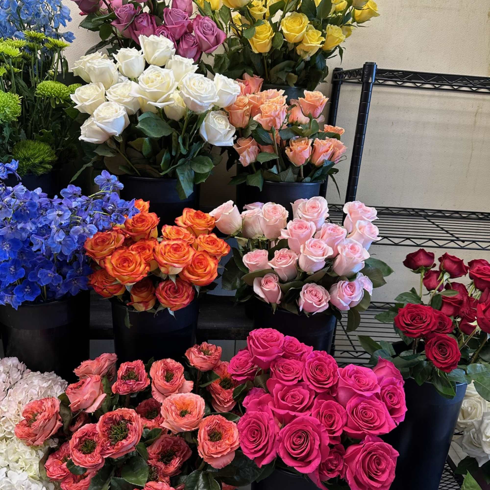 Assorted rose bouquets in black buckets with blue delphinium and white hydrangeas
