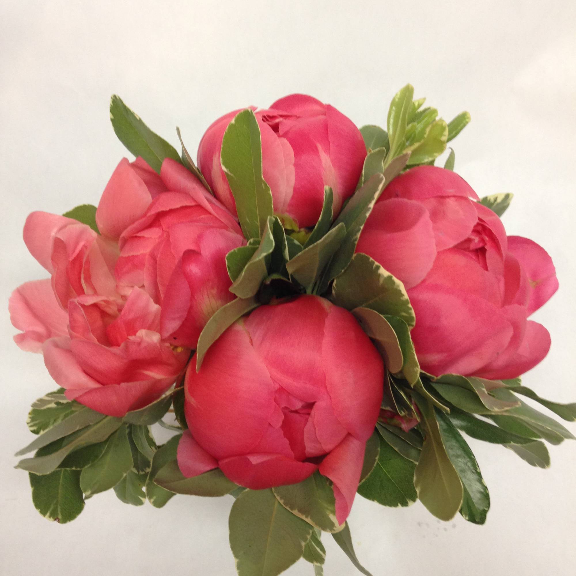 Compact bouquet of bright pink peonies with dense variegated foliage