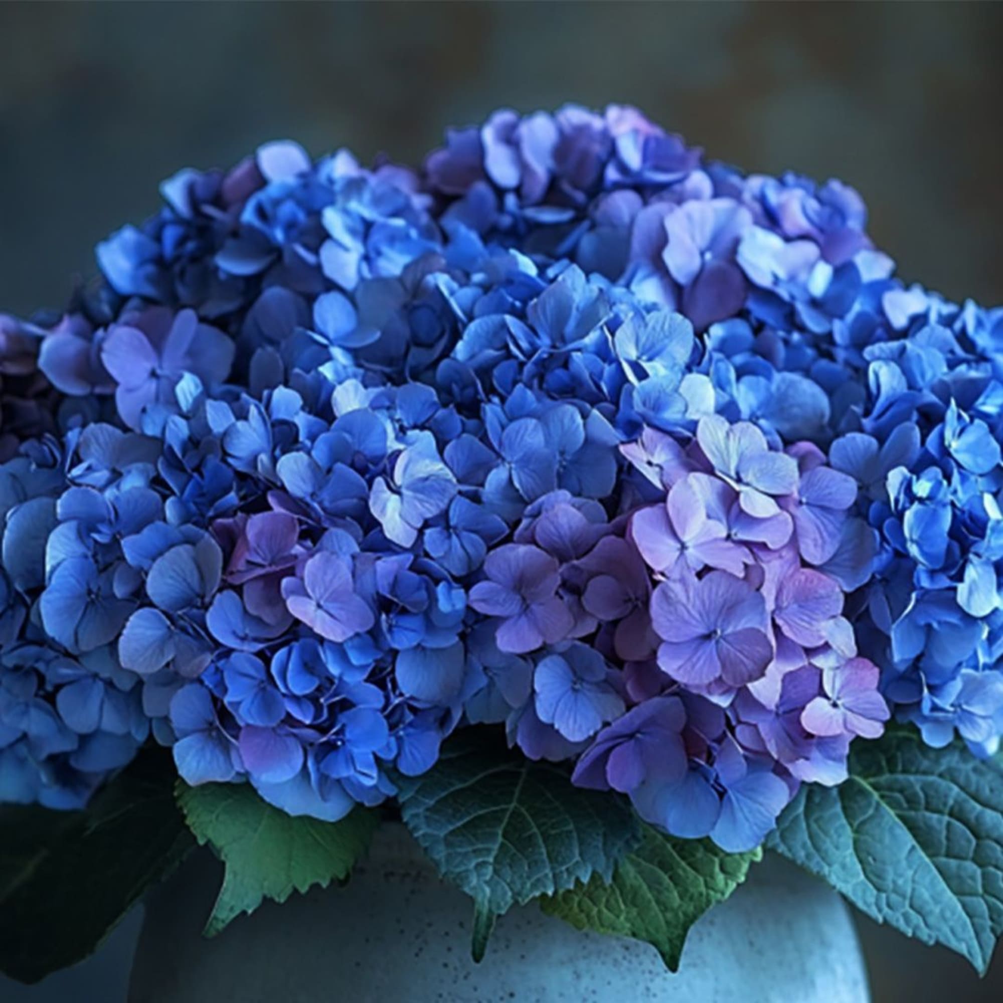 Blue and purple hydrangea blooms in a white vase