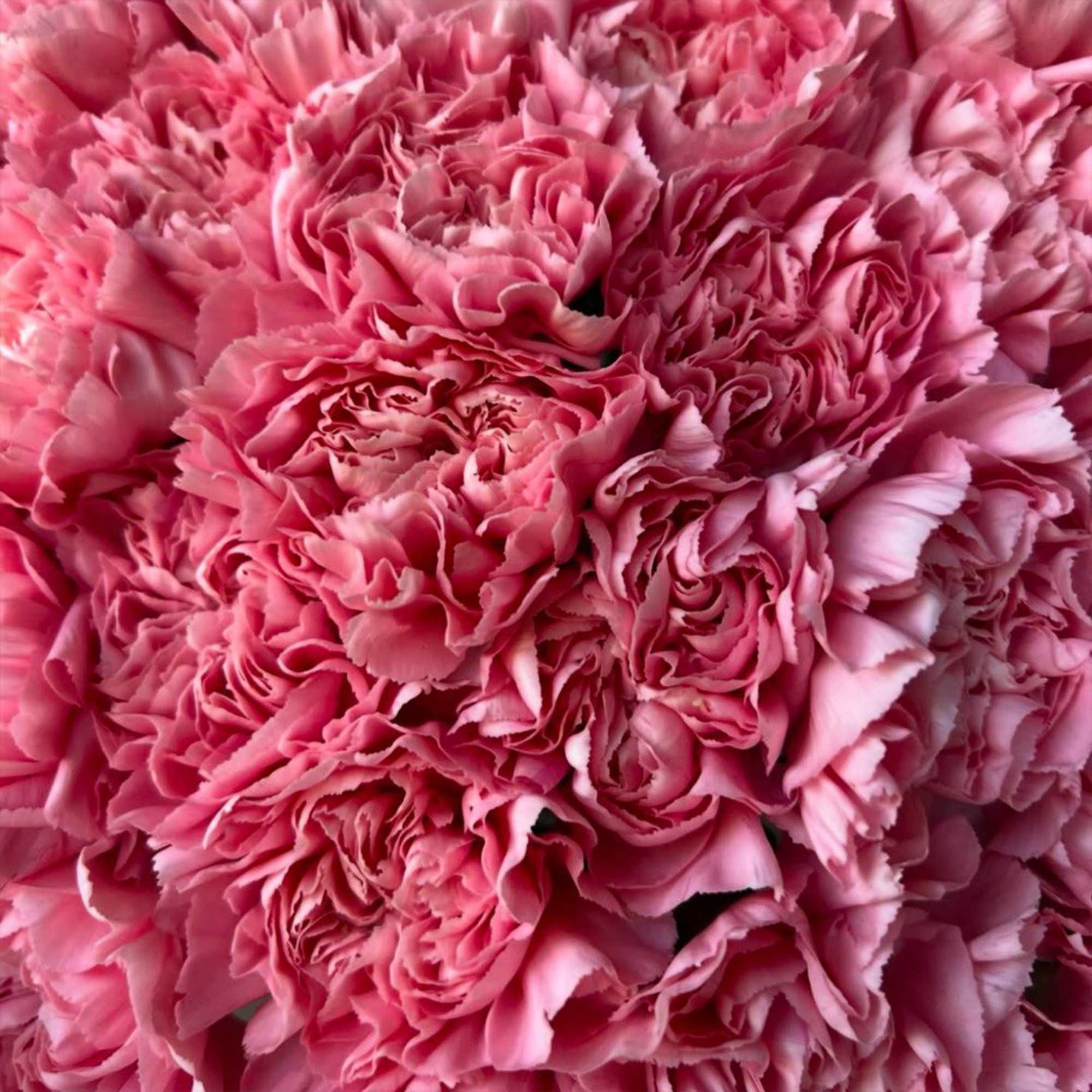 Close-up of a dense bouquet of pink carnations