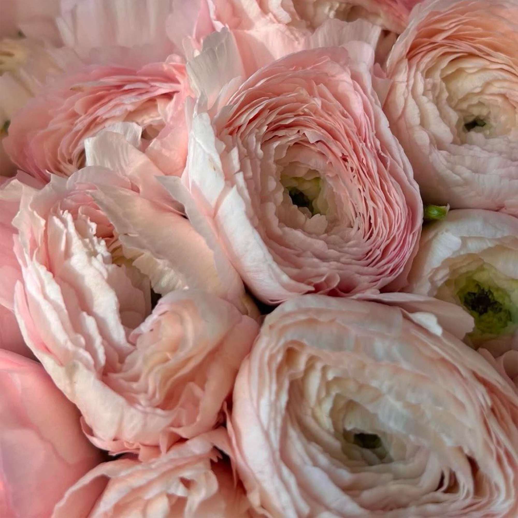 Close-up of pale pink ranunculus blooms