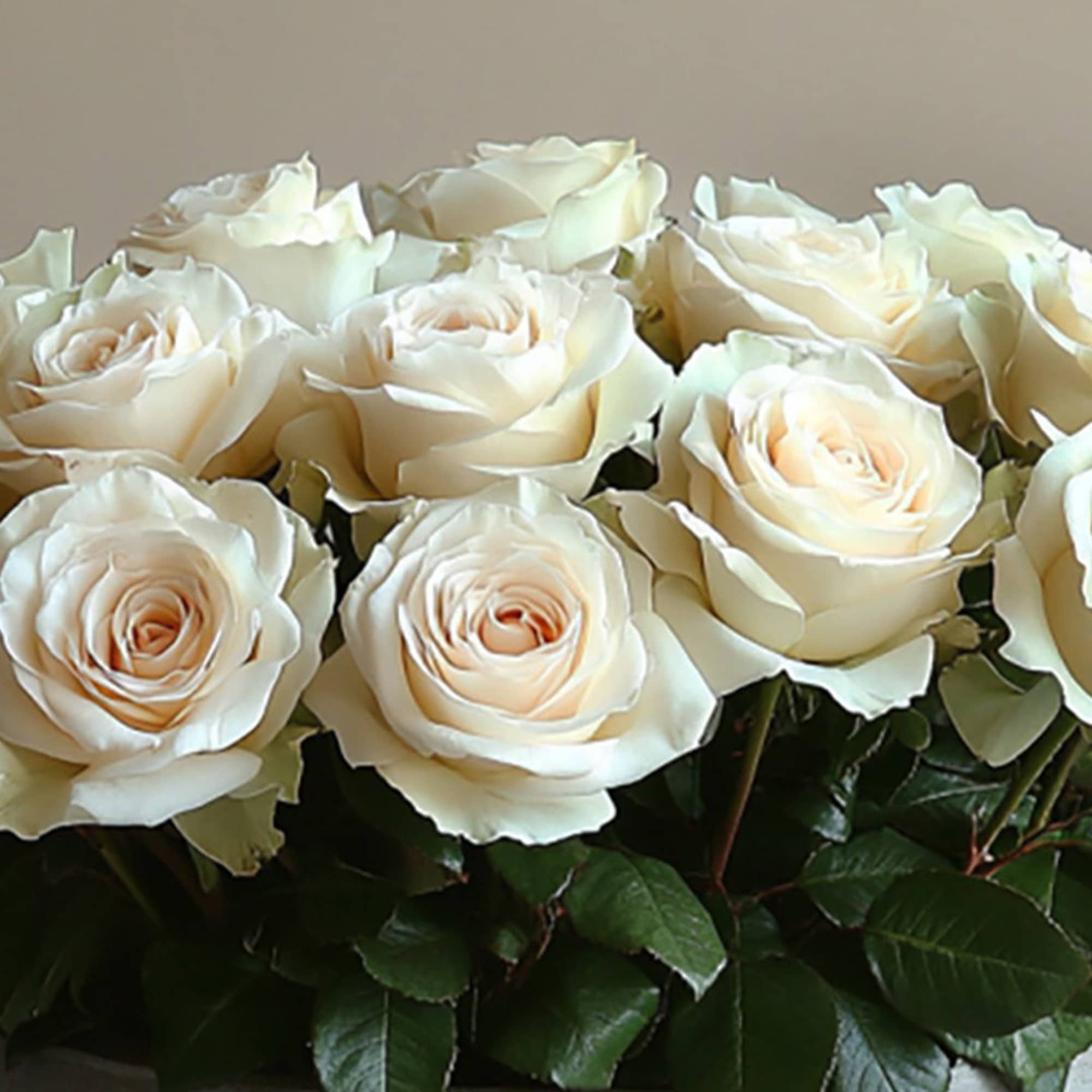 Cloud Petal is a refined arrangement of premium ivory roses designed in, photo 3 of 3