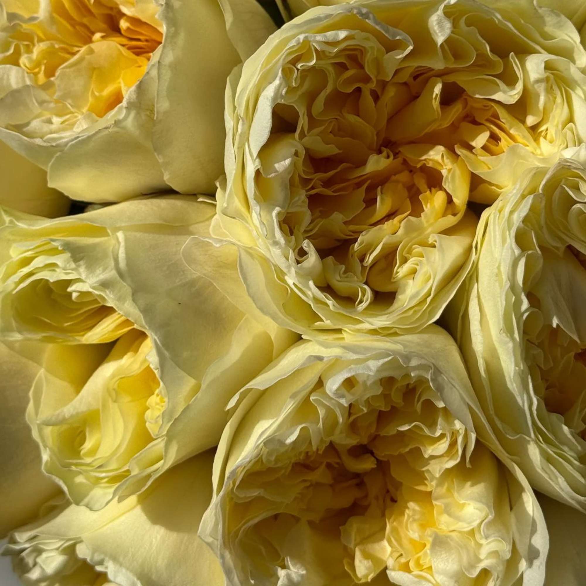 Close-up of pale yellow roses with layered petals
