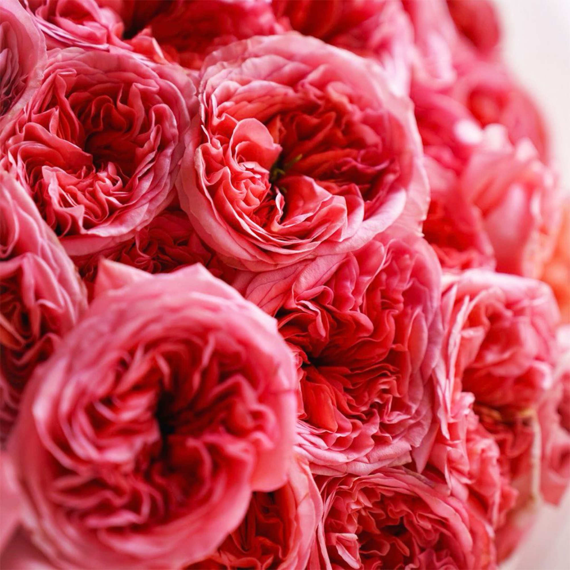 Close-up of tightly packed pink roses