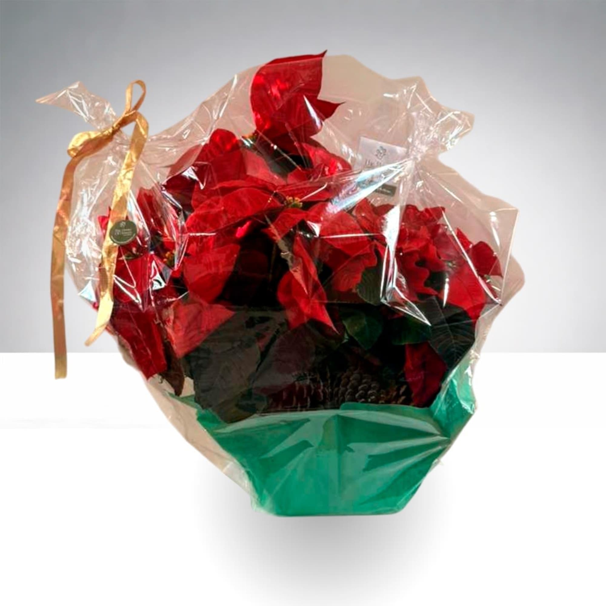 Poinsettia plant wrapped in clear plastic with a gold ribbon