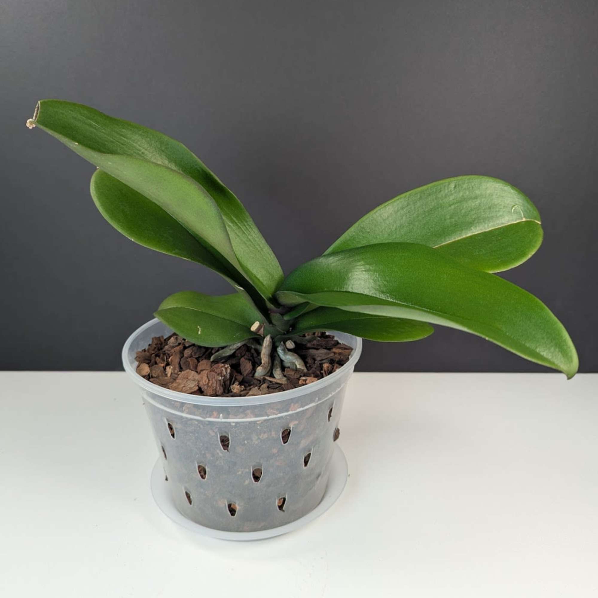 Potted orchid plant in a clear plastic pot, photo 2 of 3