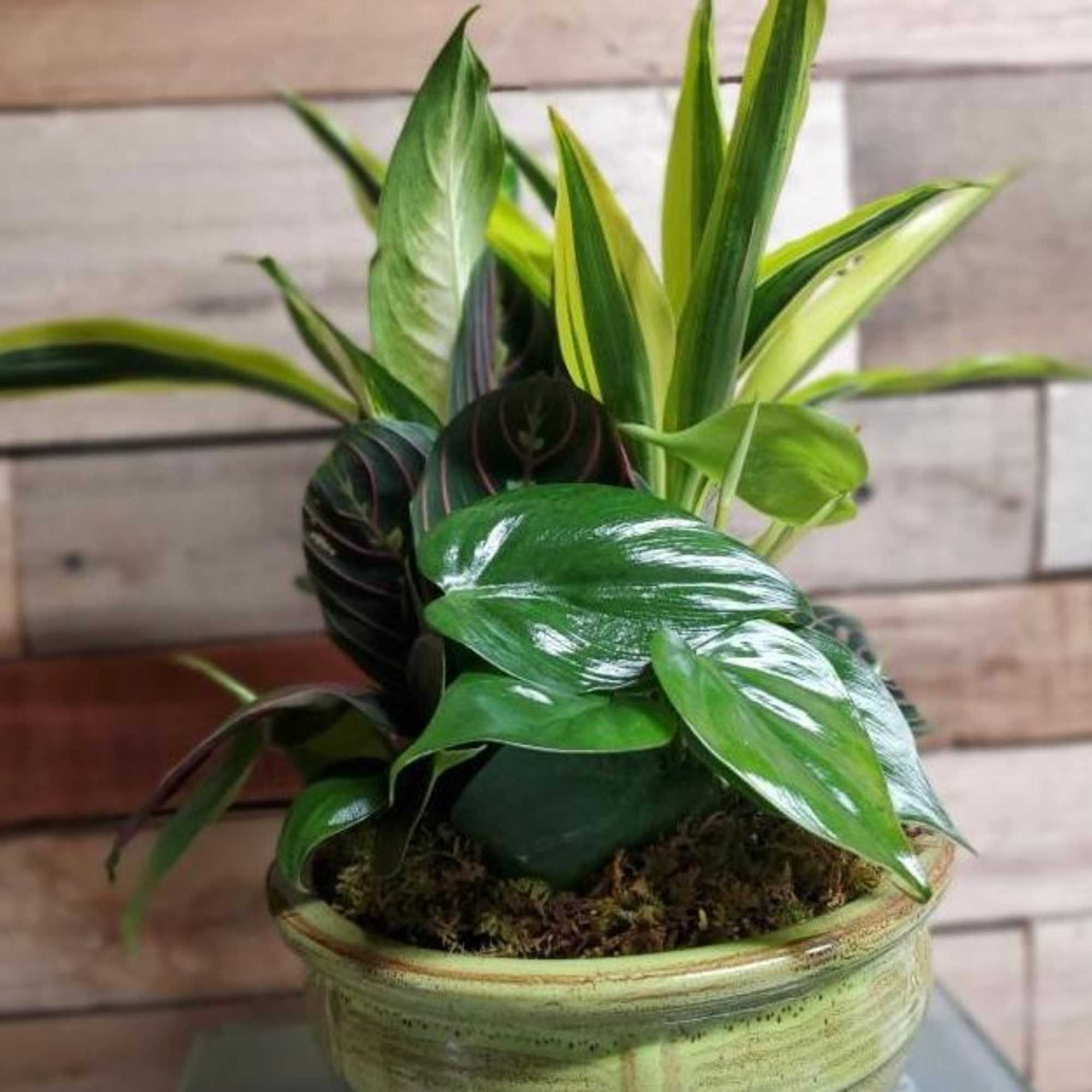 Potted green houseplant in a ceramic bowl