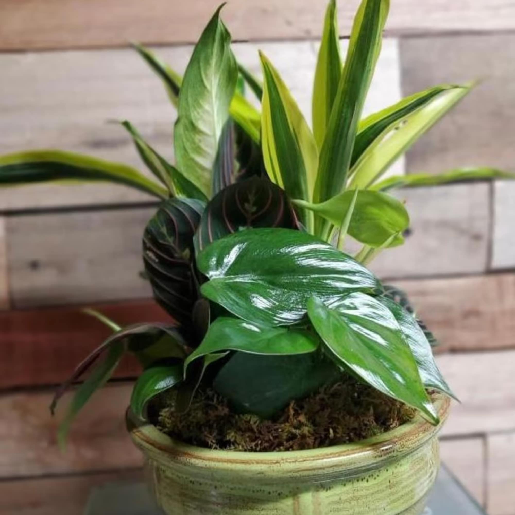 A gift to grow on! Delivered in a modern tapered tray, this