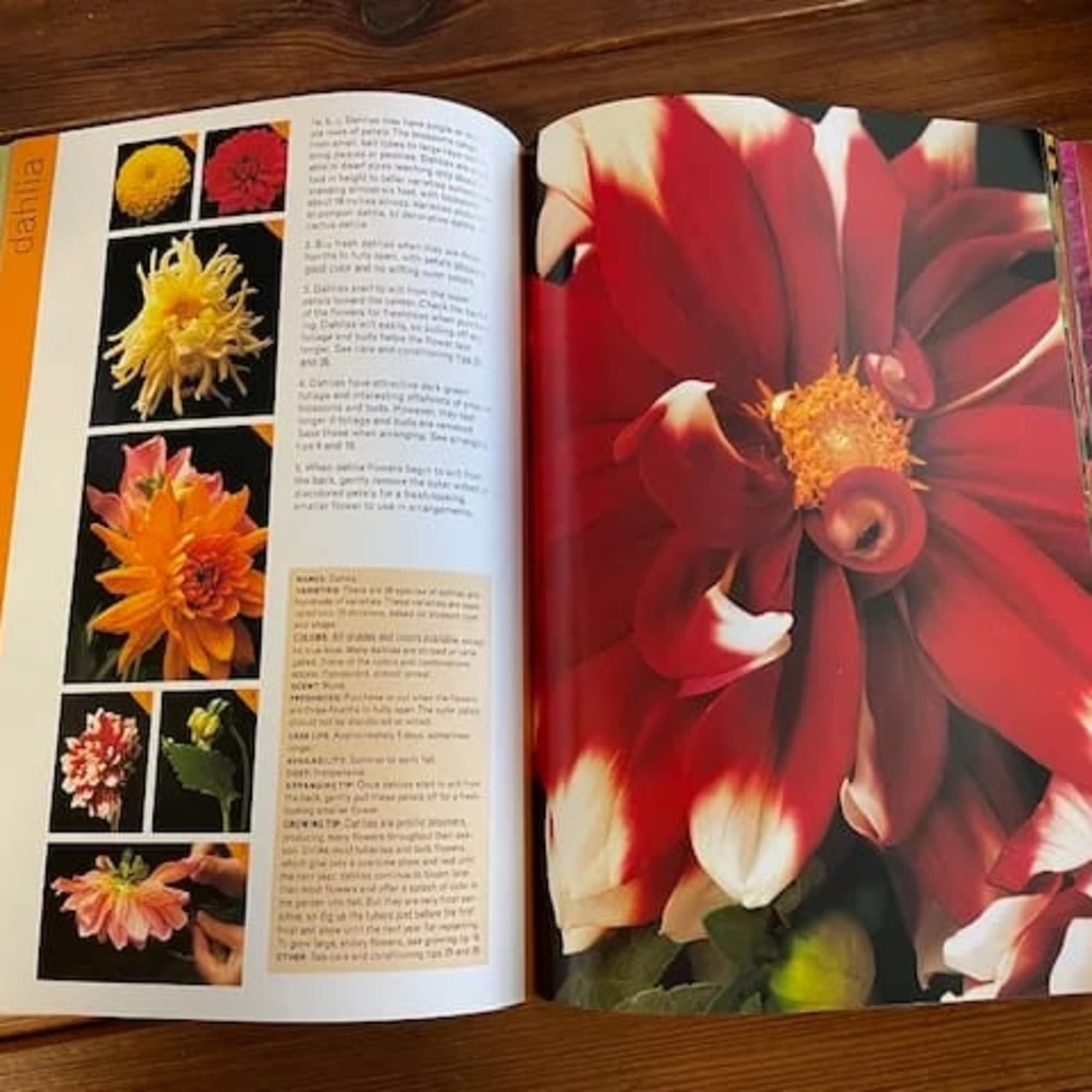 Open book showing close-up flower photos and text on a wooden table.