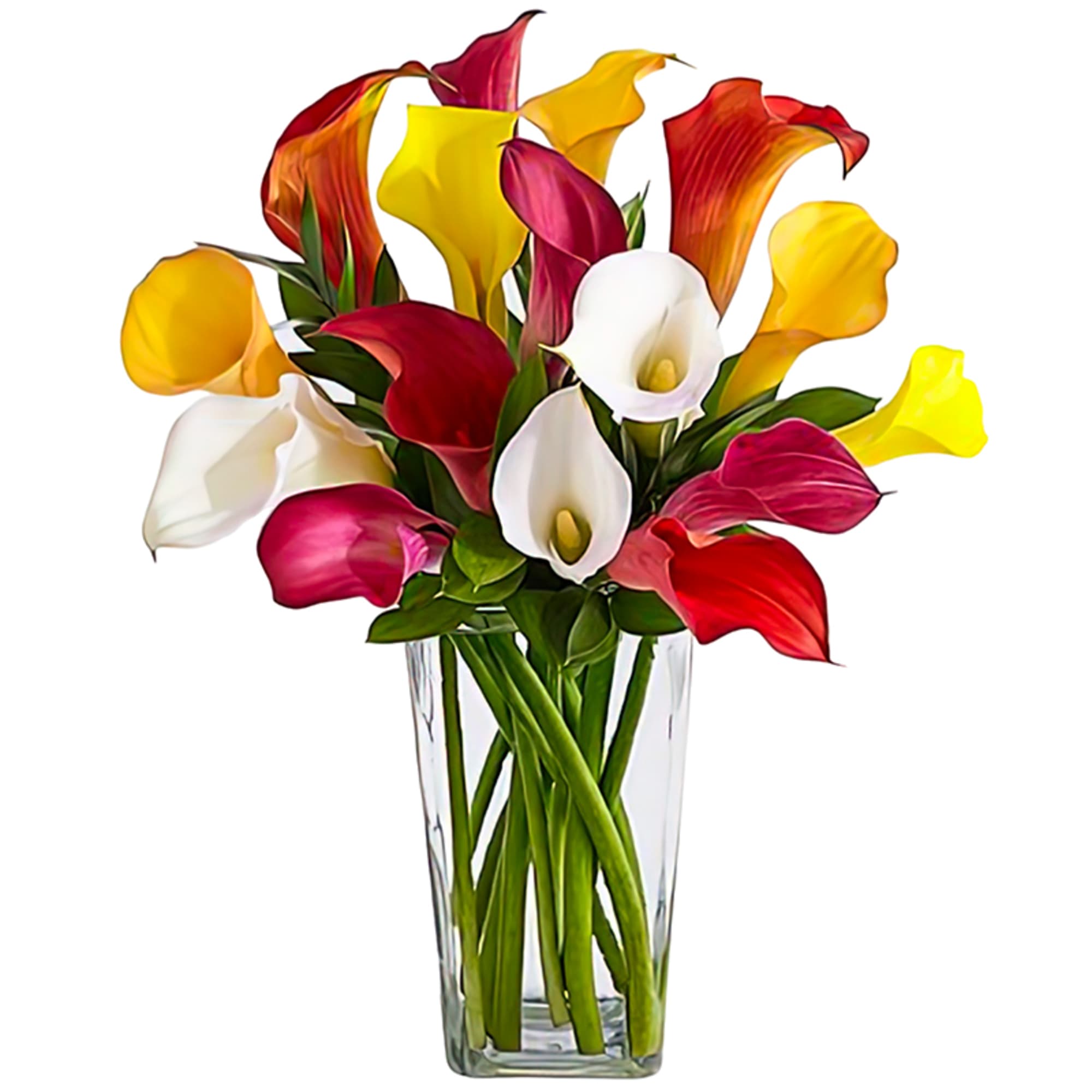 Colorful calla lilies arranged in a clear glass vase