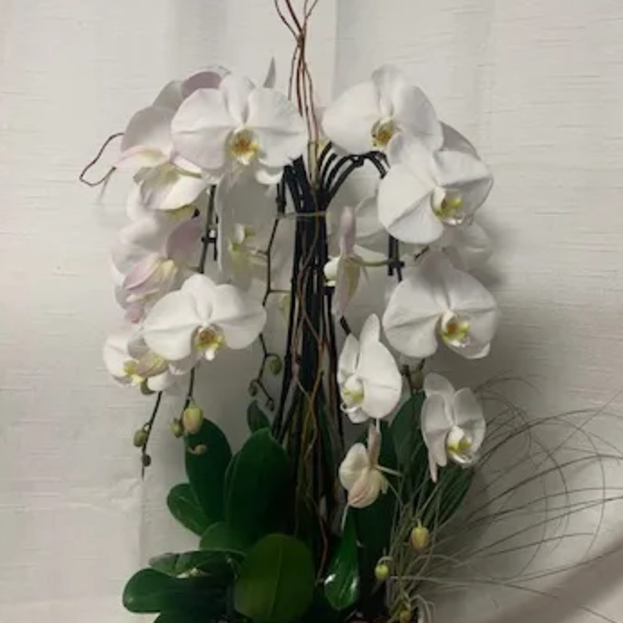 White orchid arrangement in a white bowl planter