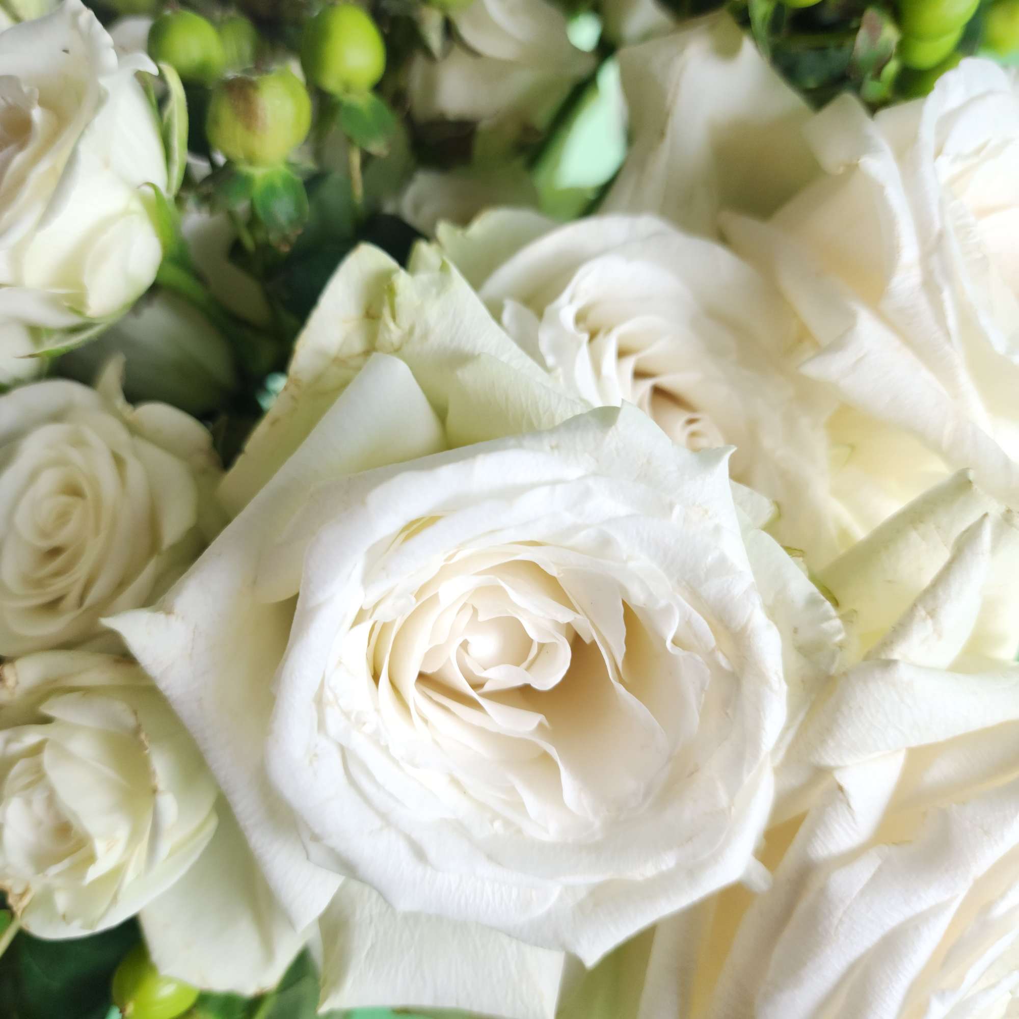 Close-up of white roses with green buds