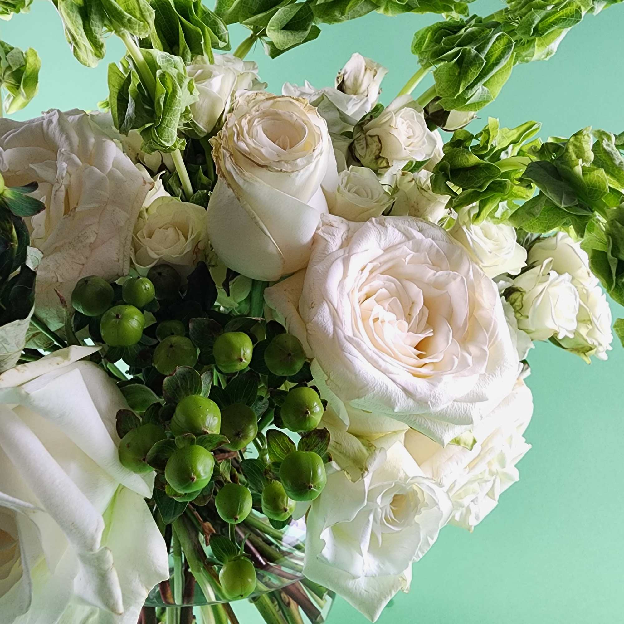 White roses with green berries against a mint background