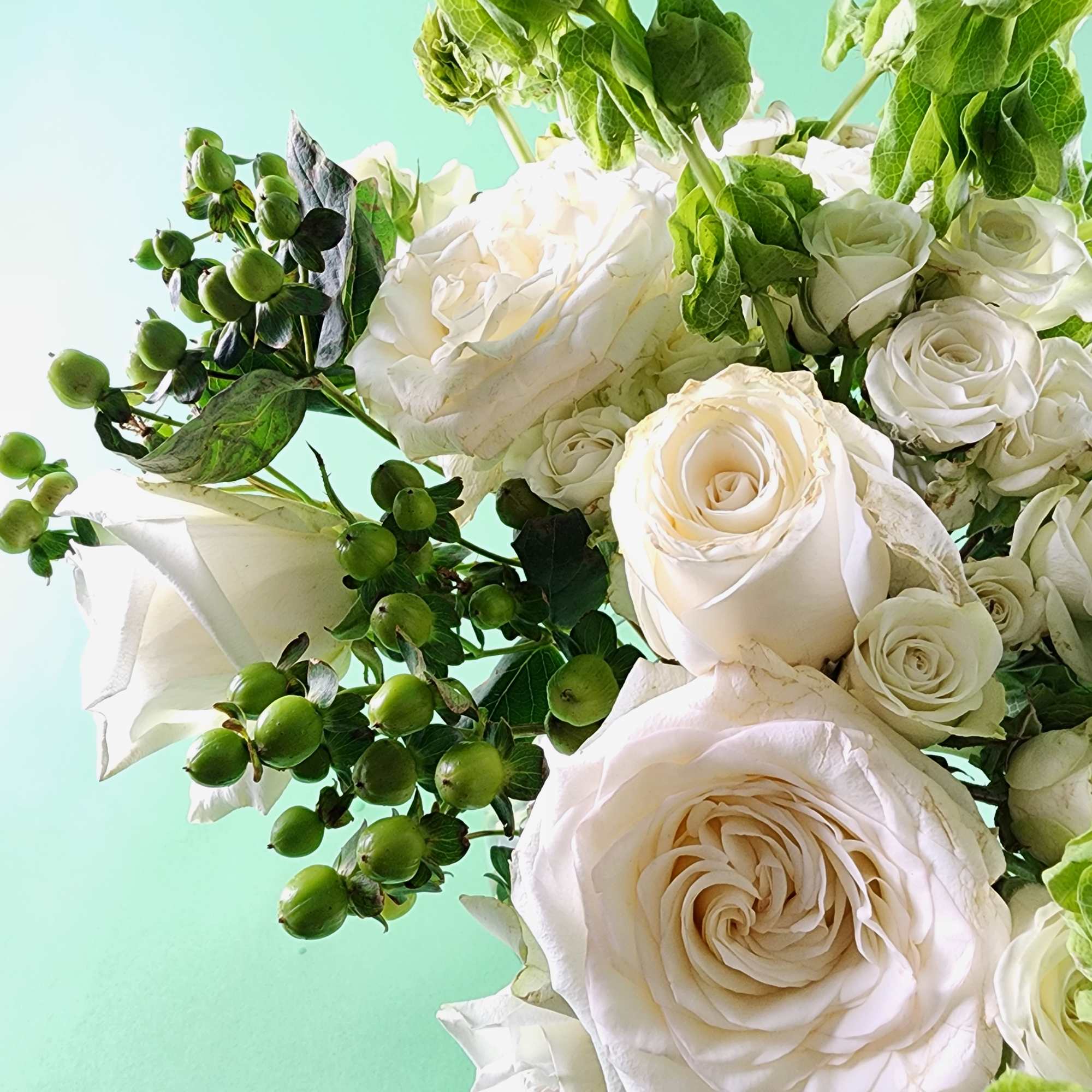 White roses with green berries and foliage against a pale blue background