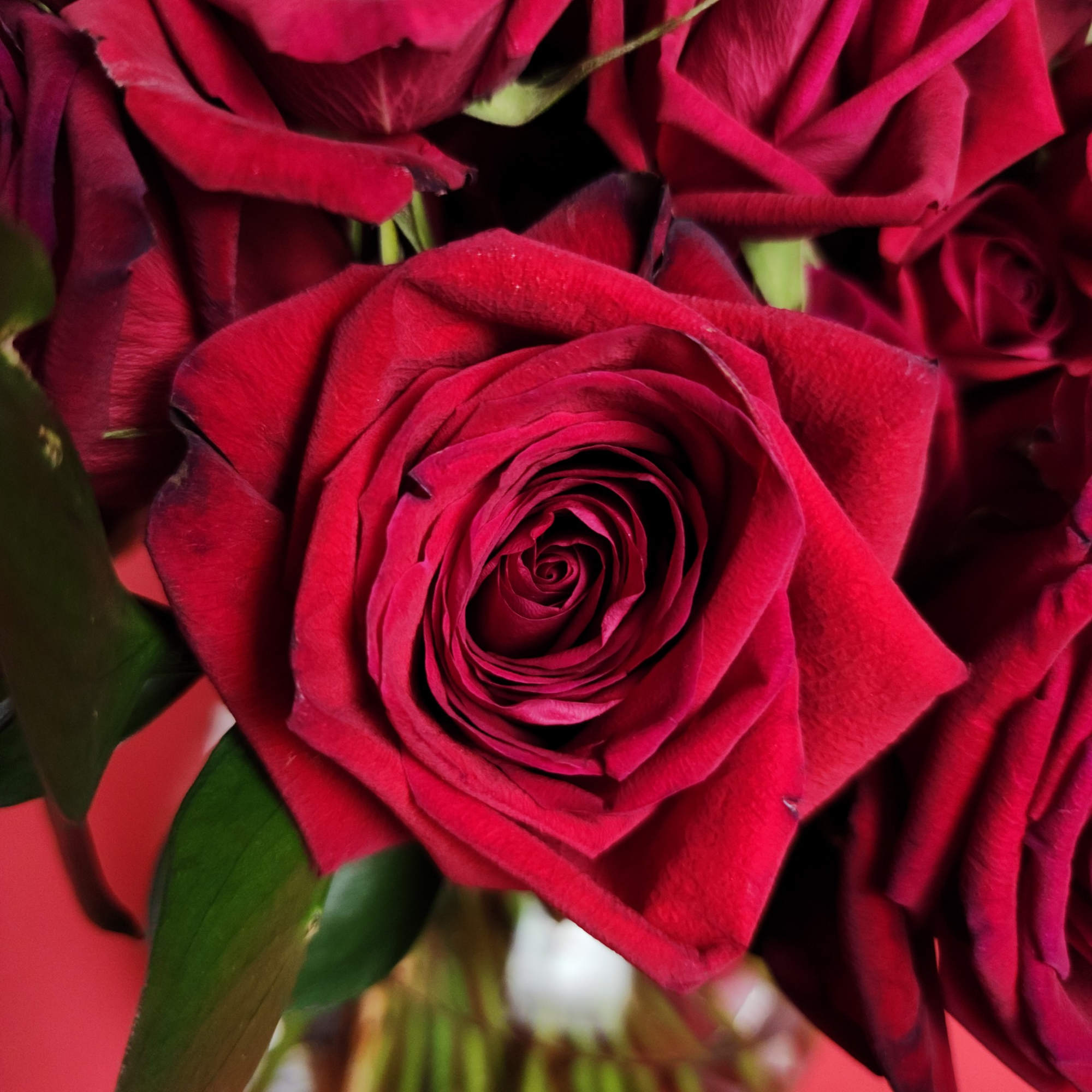 Close-up of deep red roses in a bouquet