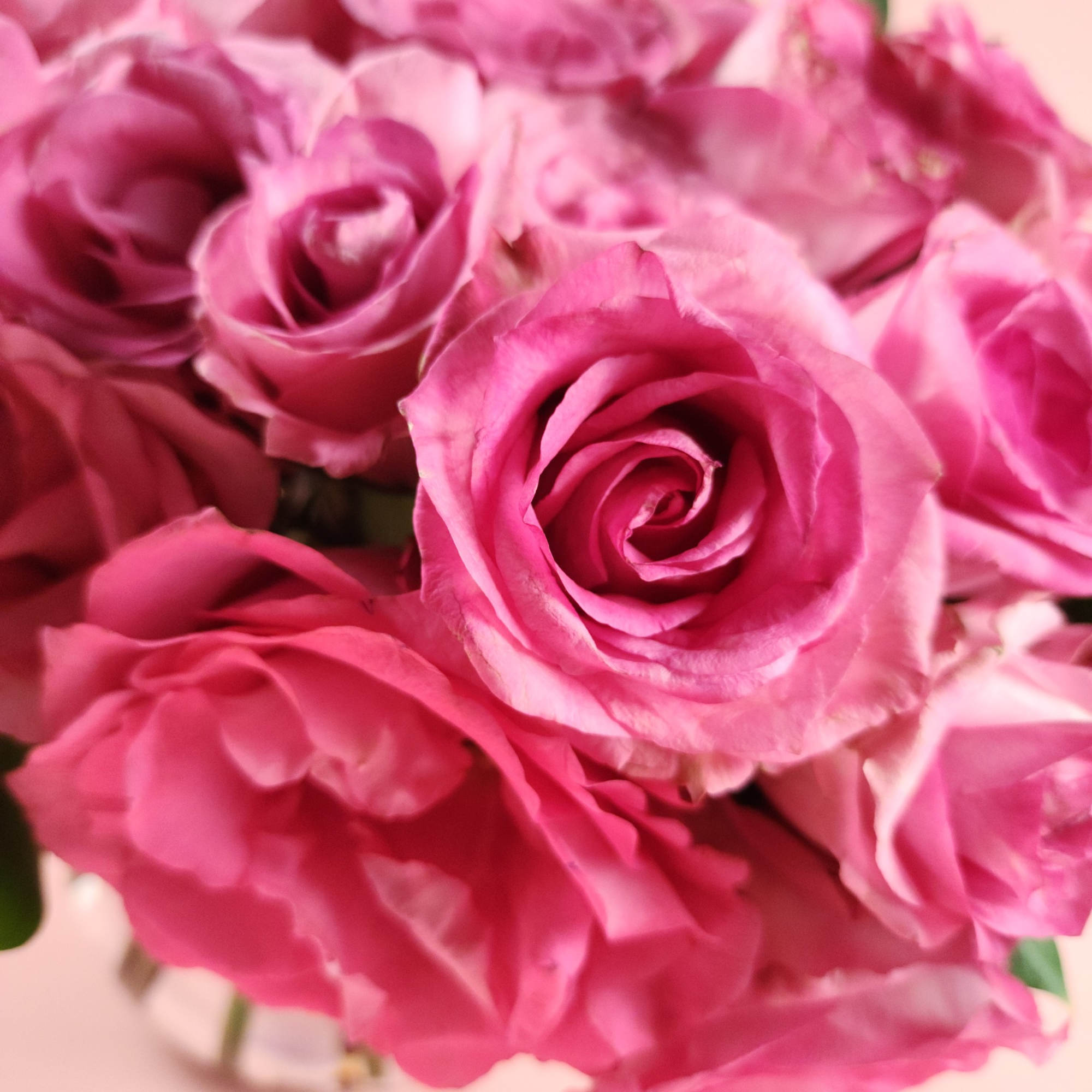 Close-up bouquet of bright pink roses