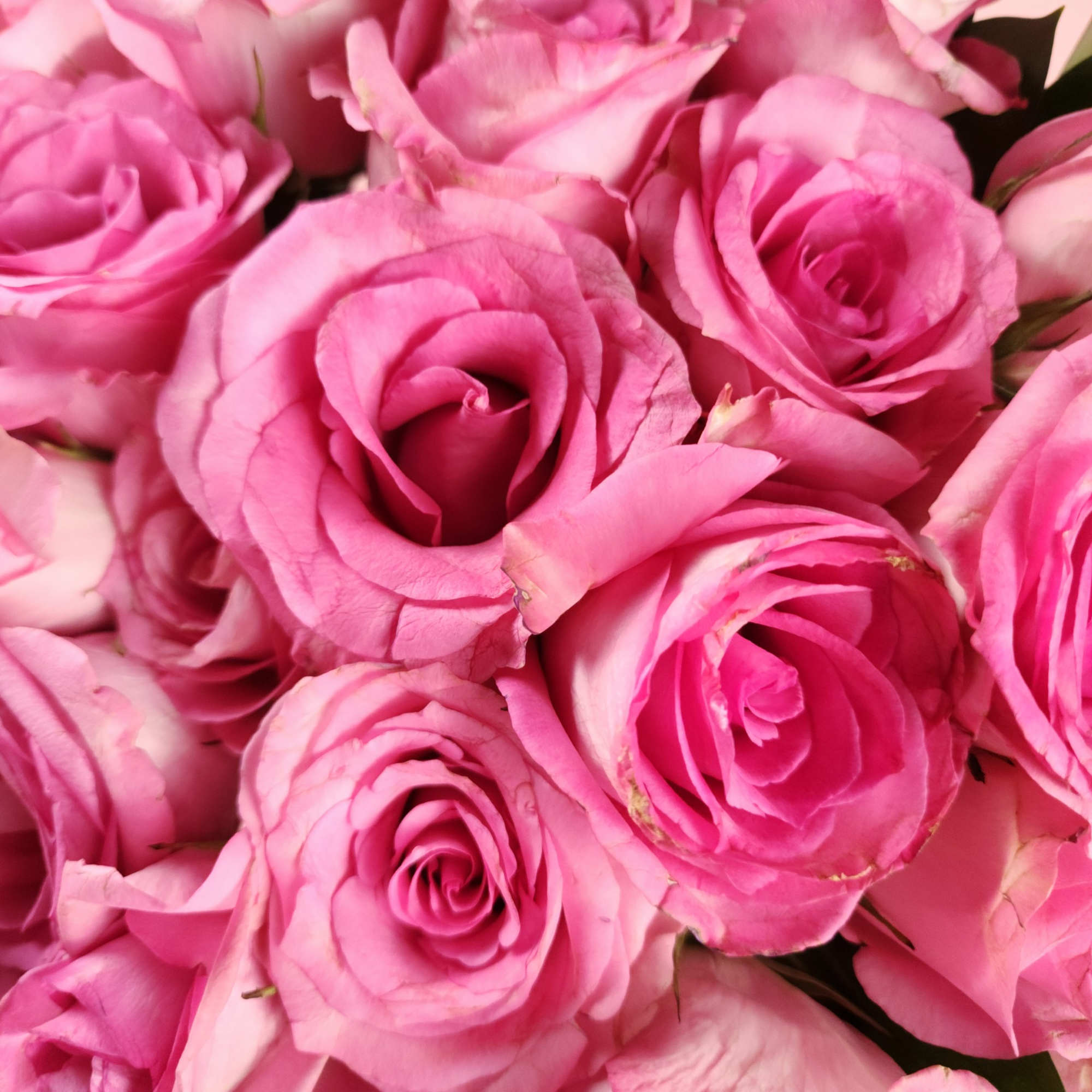 Close-up of tightly clustered pink roses