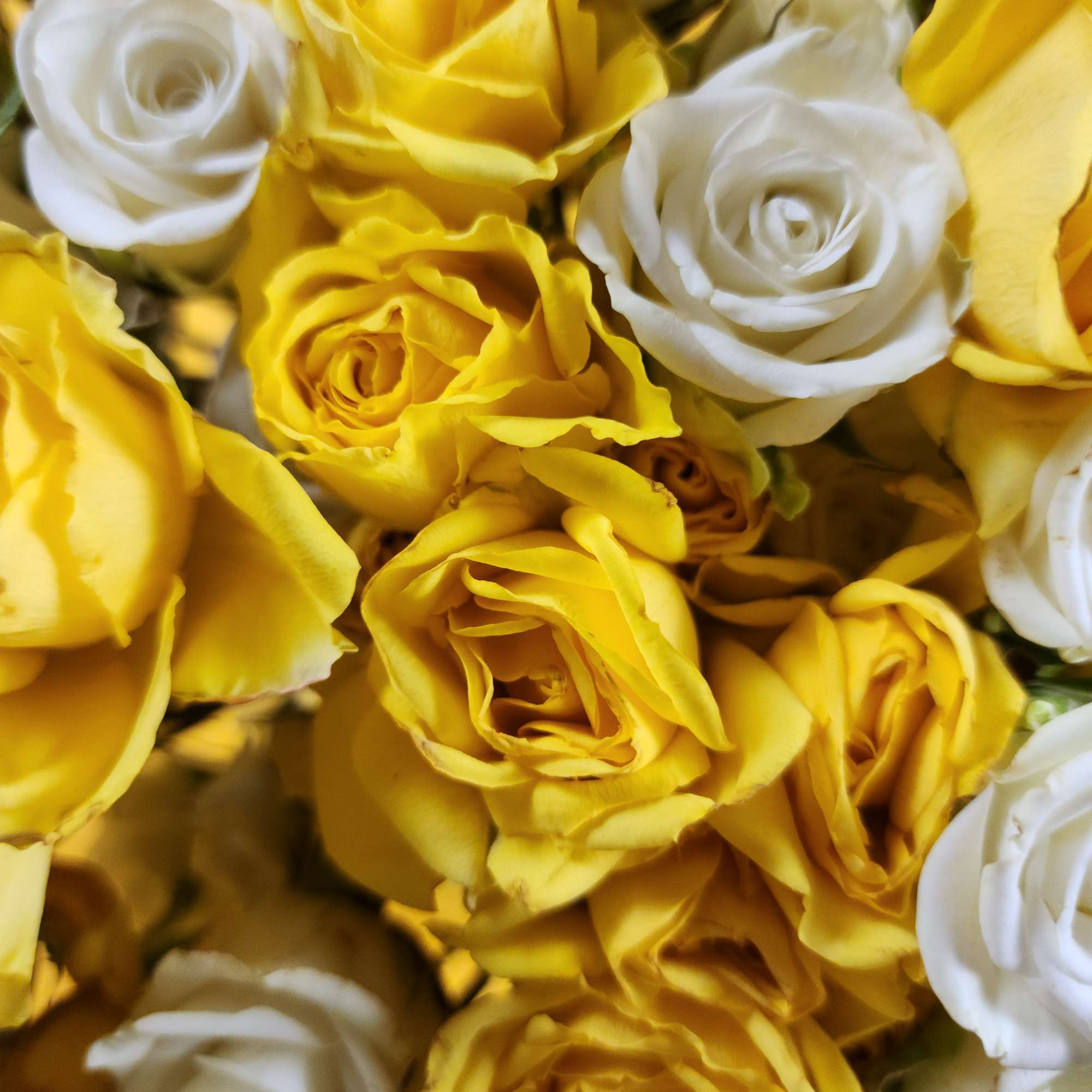 Close-up of yellow and white roses clustered together