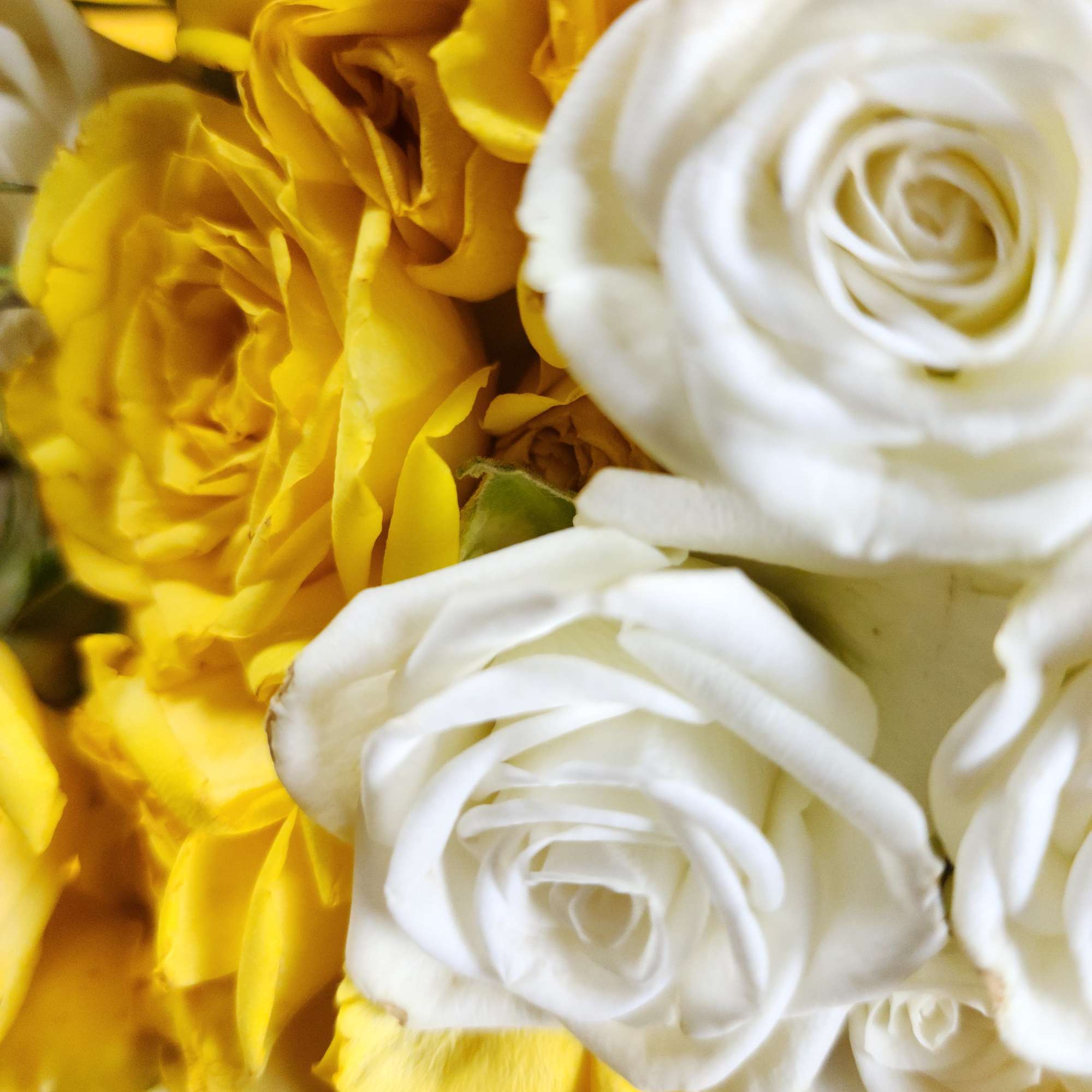 Close-up of yellow and white roses