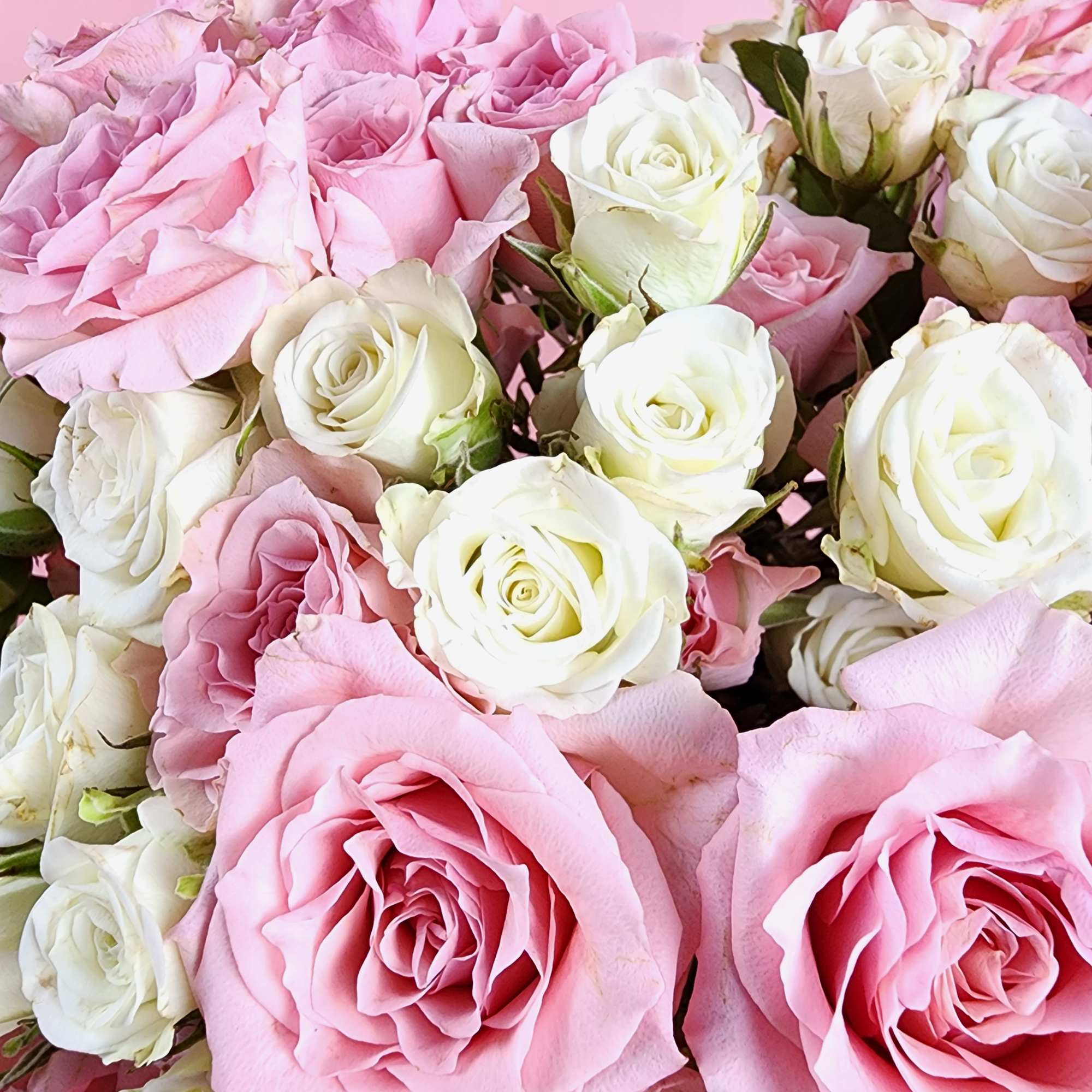 Pink and white roses arranged in a close bouquet