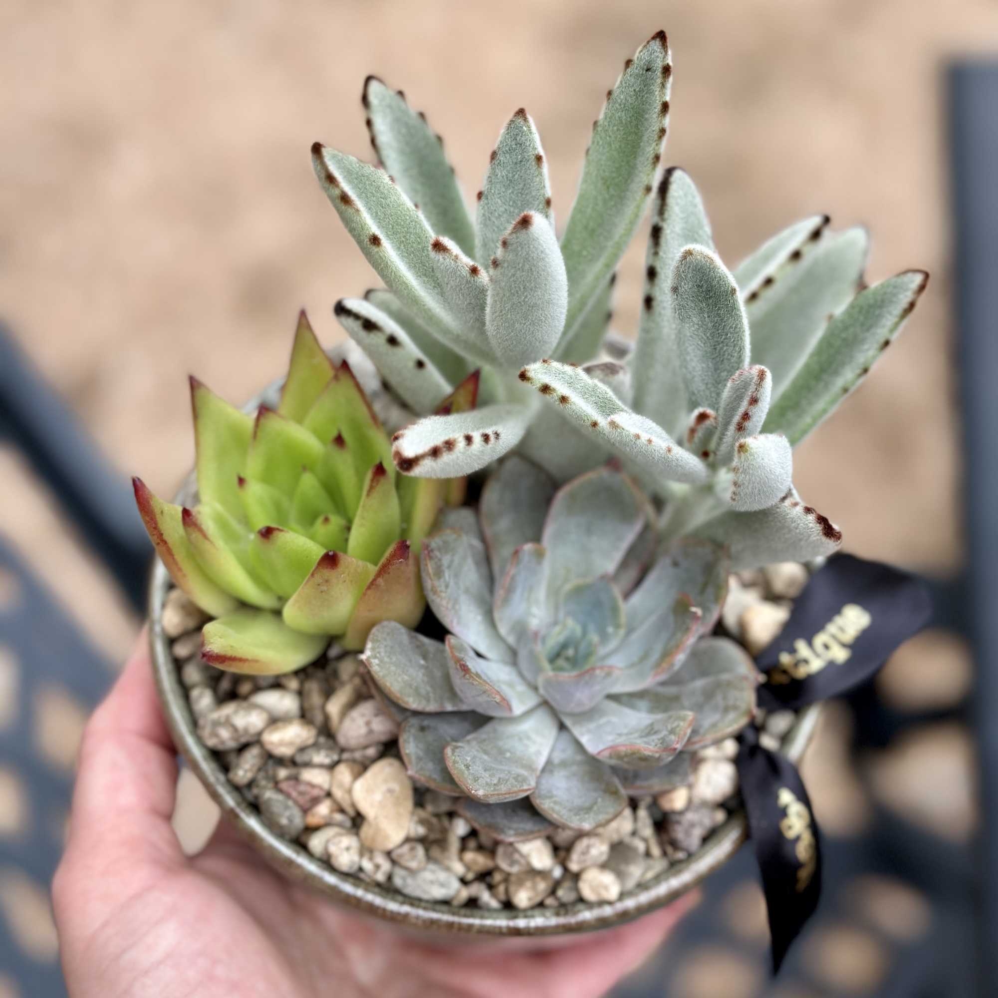 For the plant lover who values simplicity. This 5-inch low bowl features