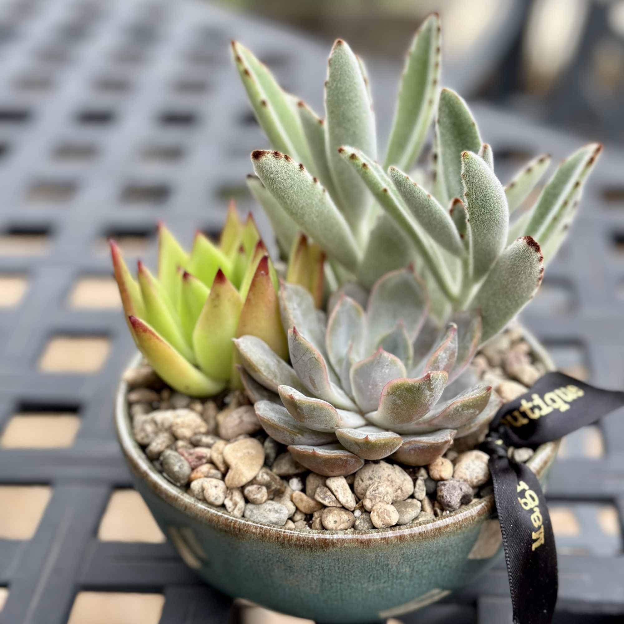 For the plant lover who values simplicity. This 5-inch low bowl features, photo 4 of 5