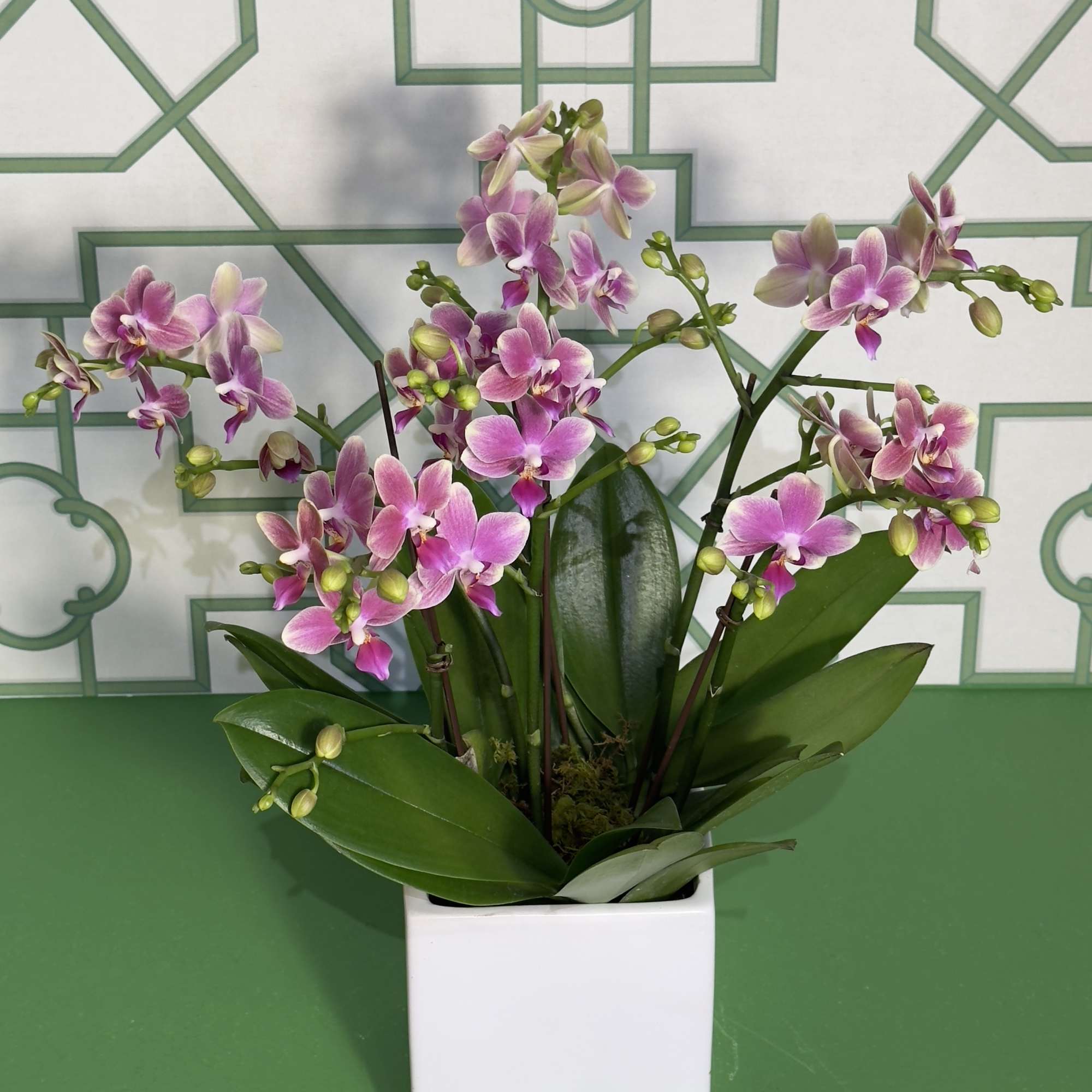 Pink orchid plant in a white square pot