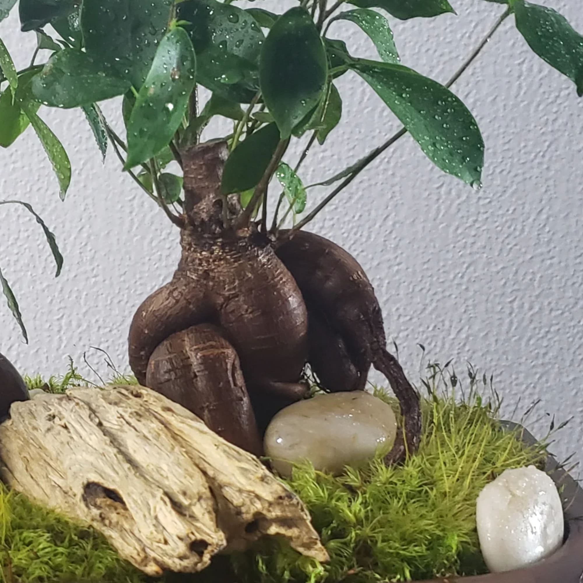 Potted bonsai-style plant with a thick exposed root base and moss-covered surface