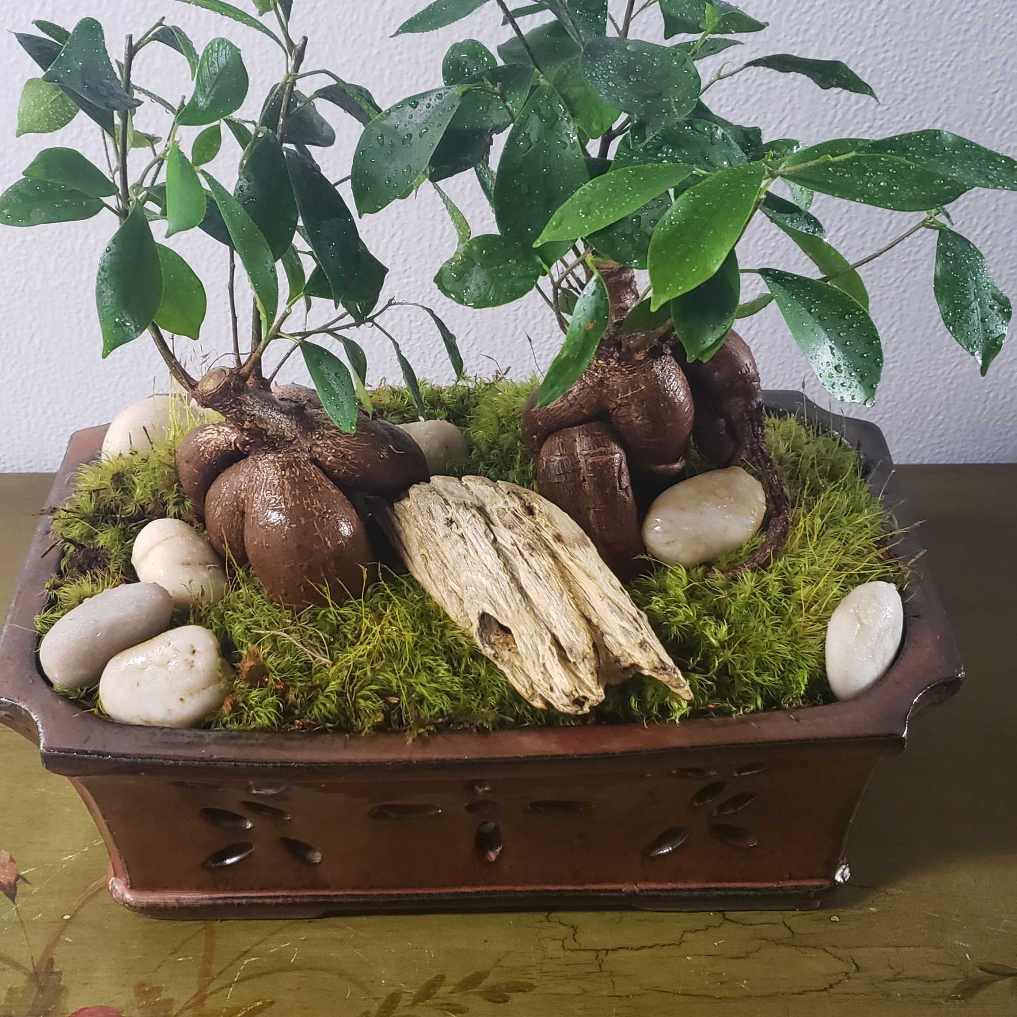Two small potted bonsai plants in a rectangular planter with moss and stones