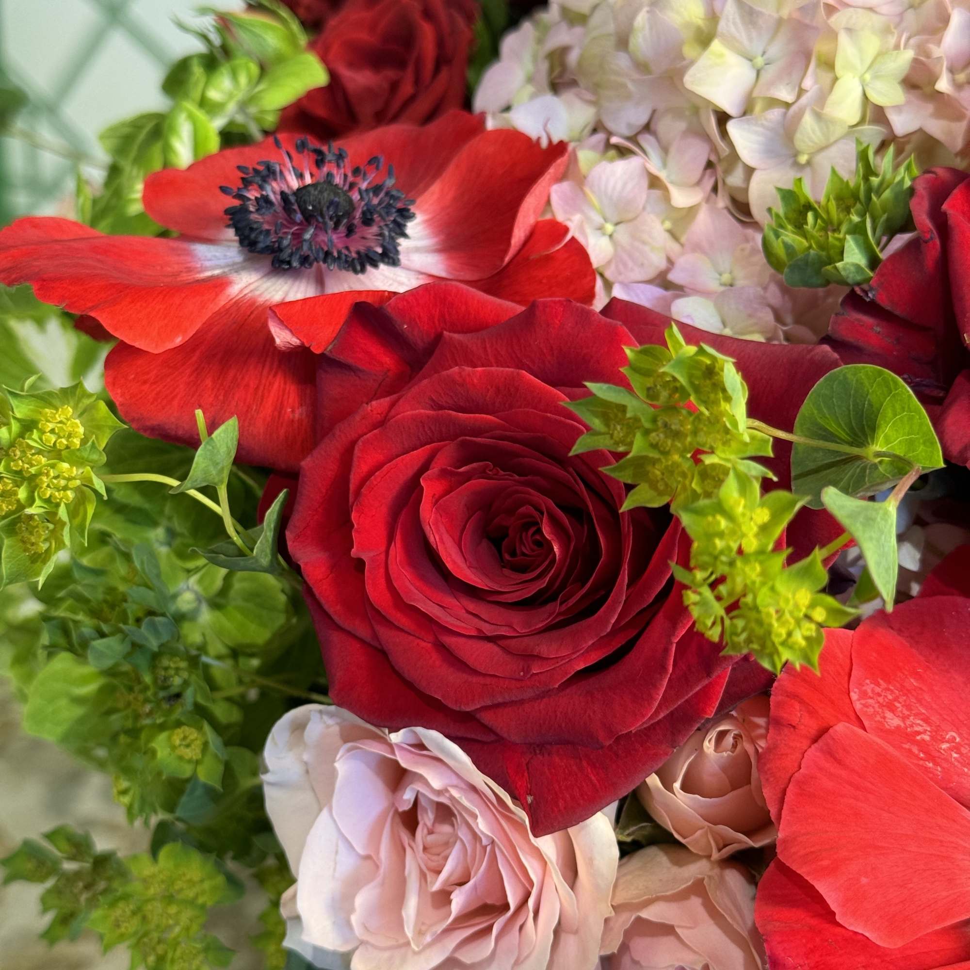 Close-up bouquet of red and pale pink roses with a red anemone and white hydrangea