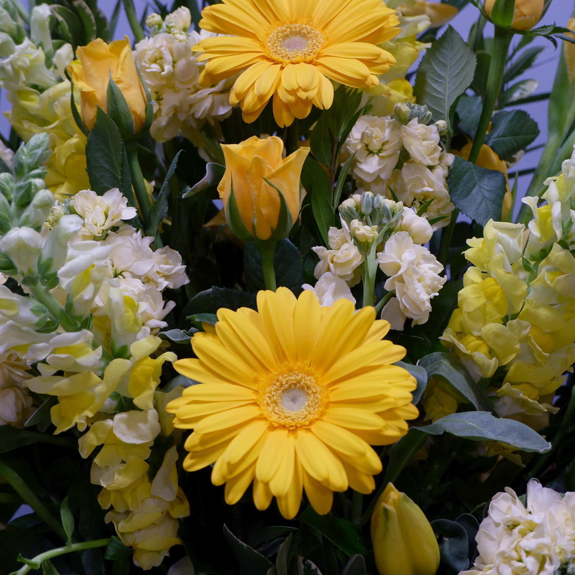 Yellow gerbera daisies and tulips mixed with white stock flowers
