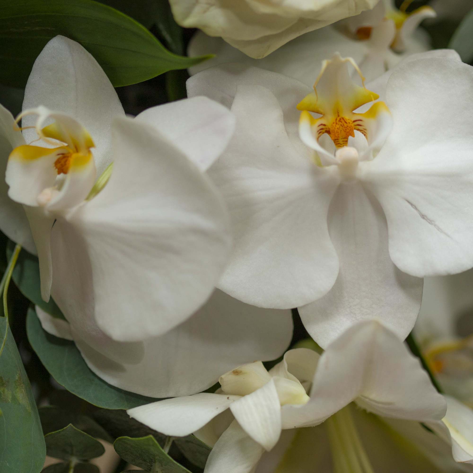 White orchids with yellow centers among green foliage