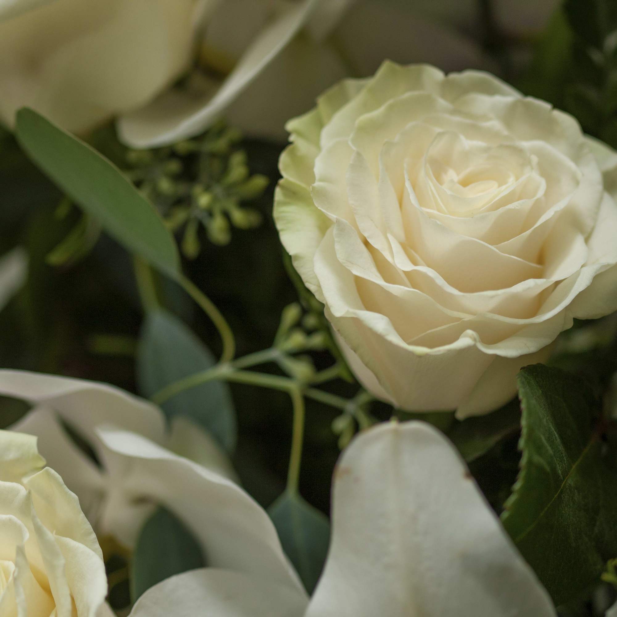 Close-up of cream roses with white petals and green foliage