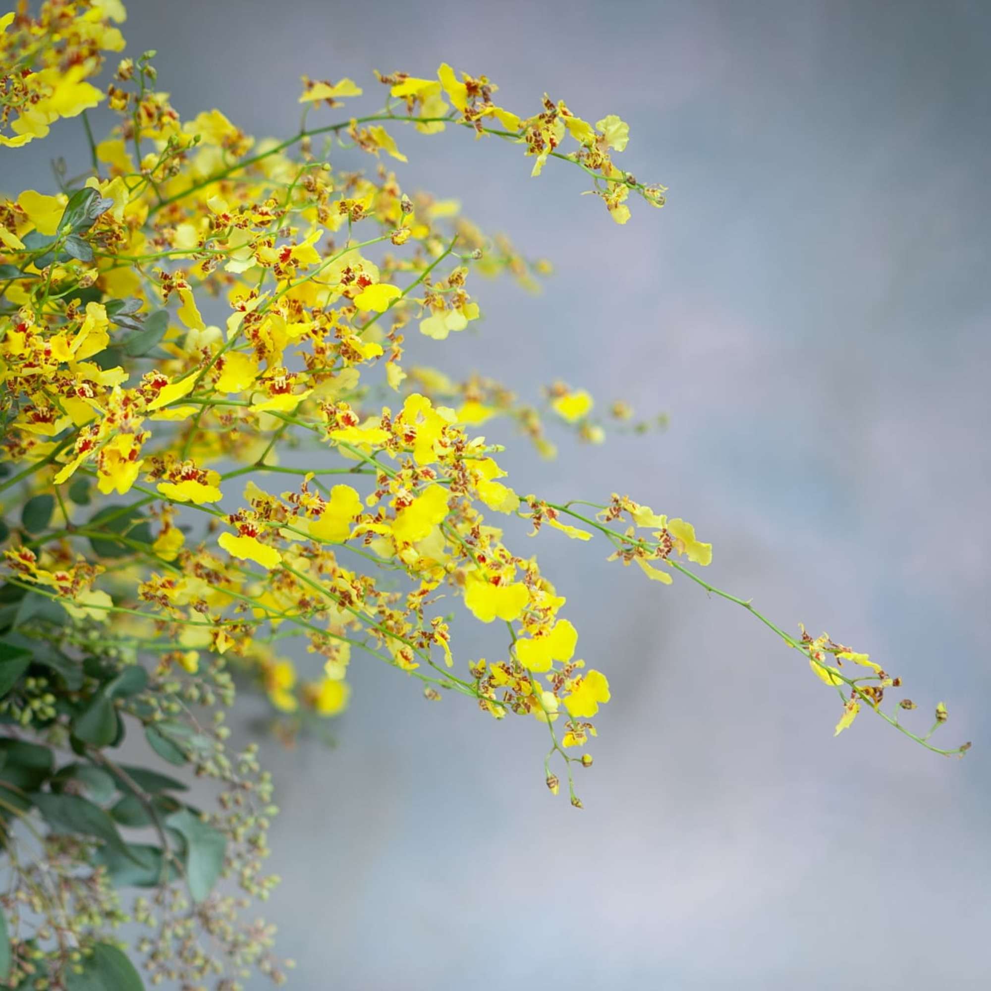 Yellow orchid spray with green foliage against a soft gray background