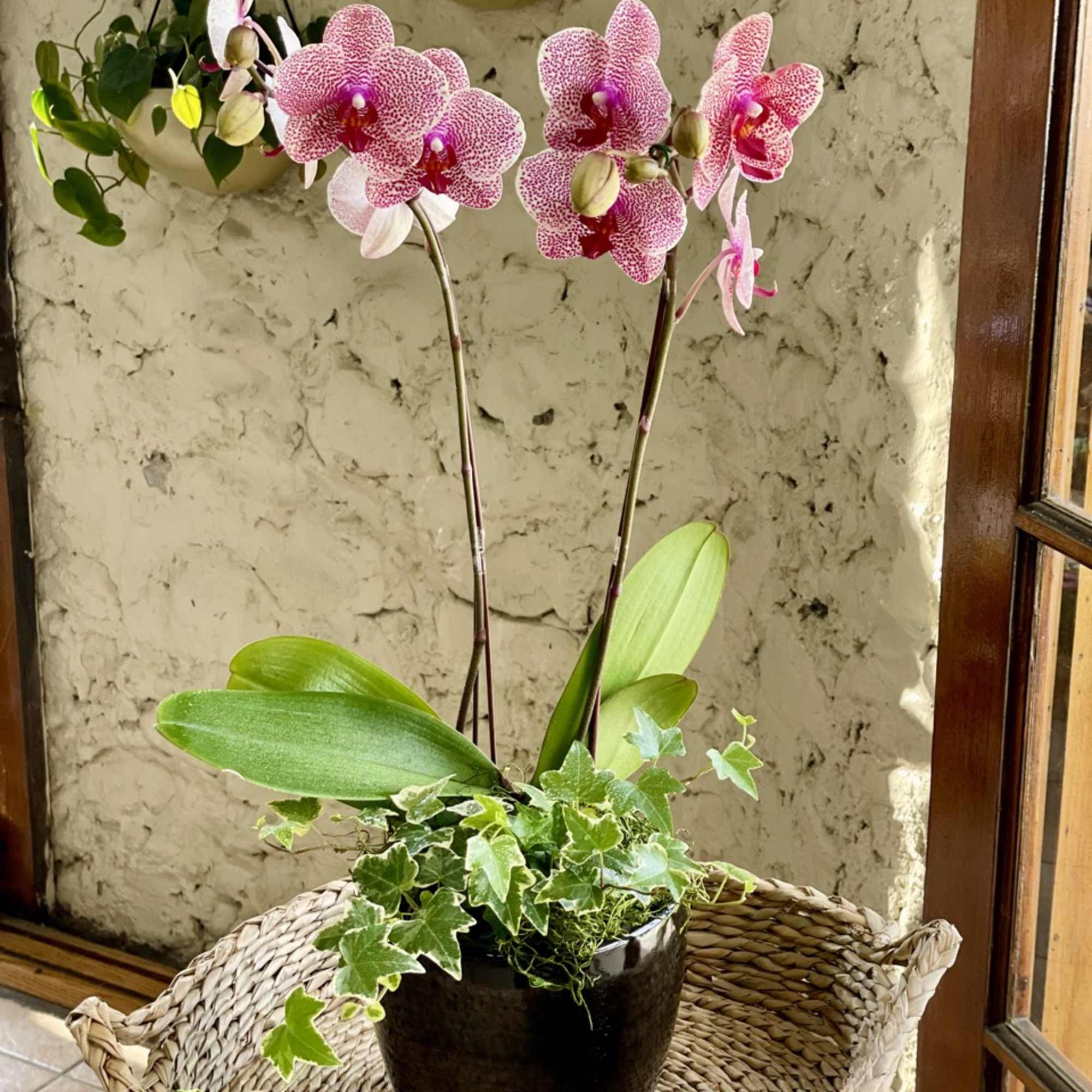 Potted pink orchids in a black container with ivy and a woven basket