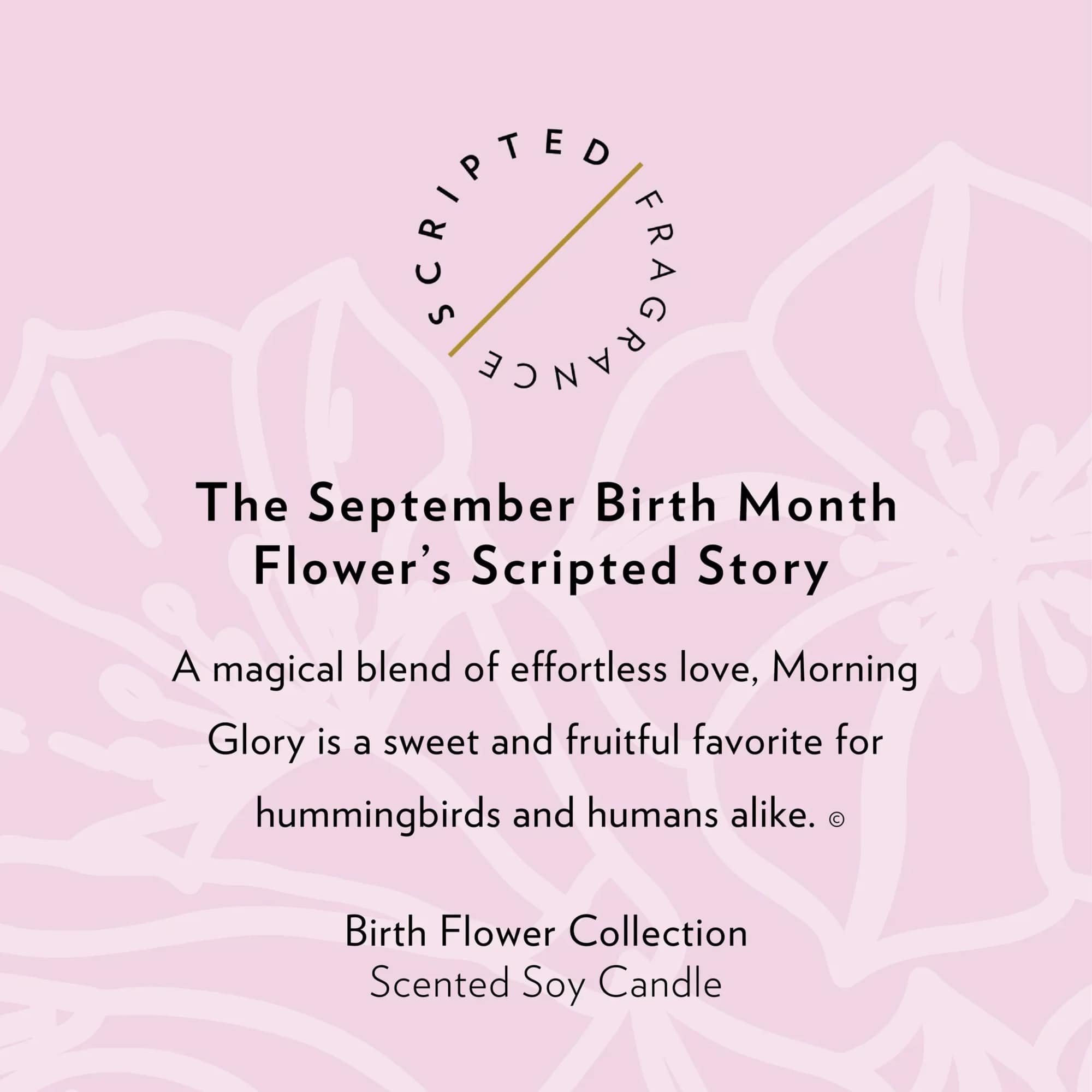 Pink candle label with text about September birth flower Morning Glory