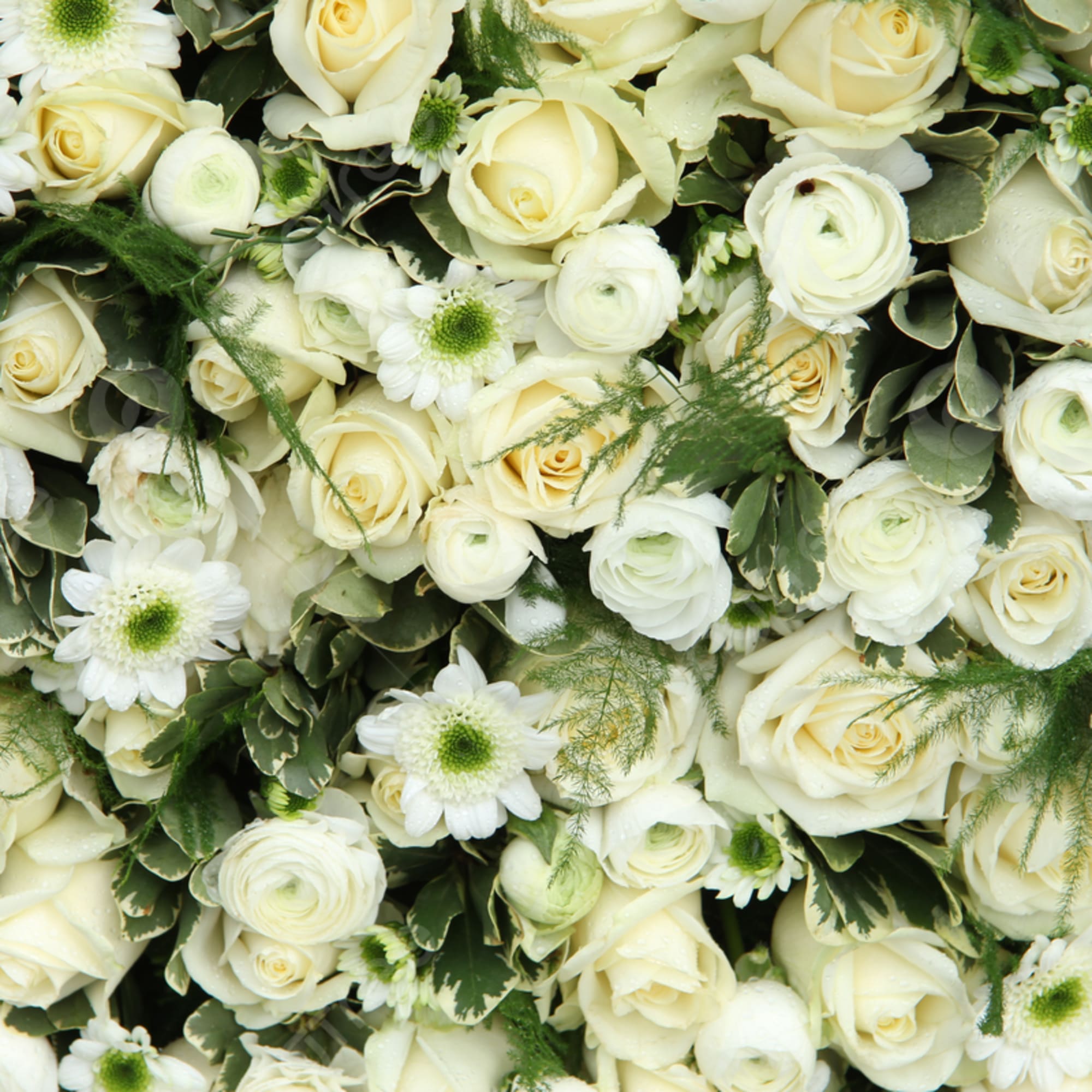Cream roses and white daisies arranged in a dense floral wall