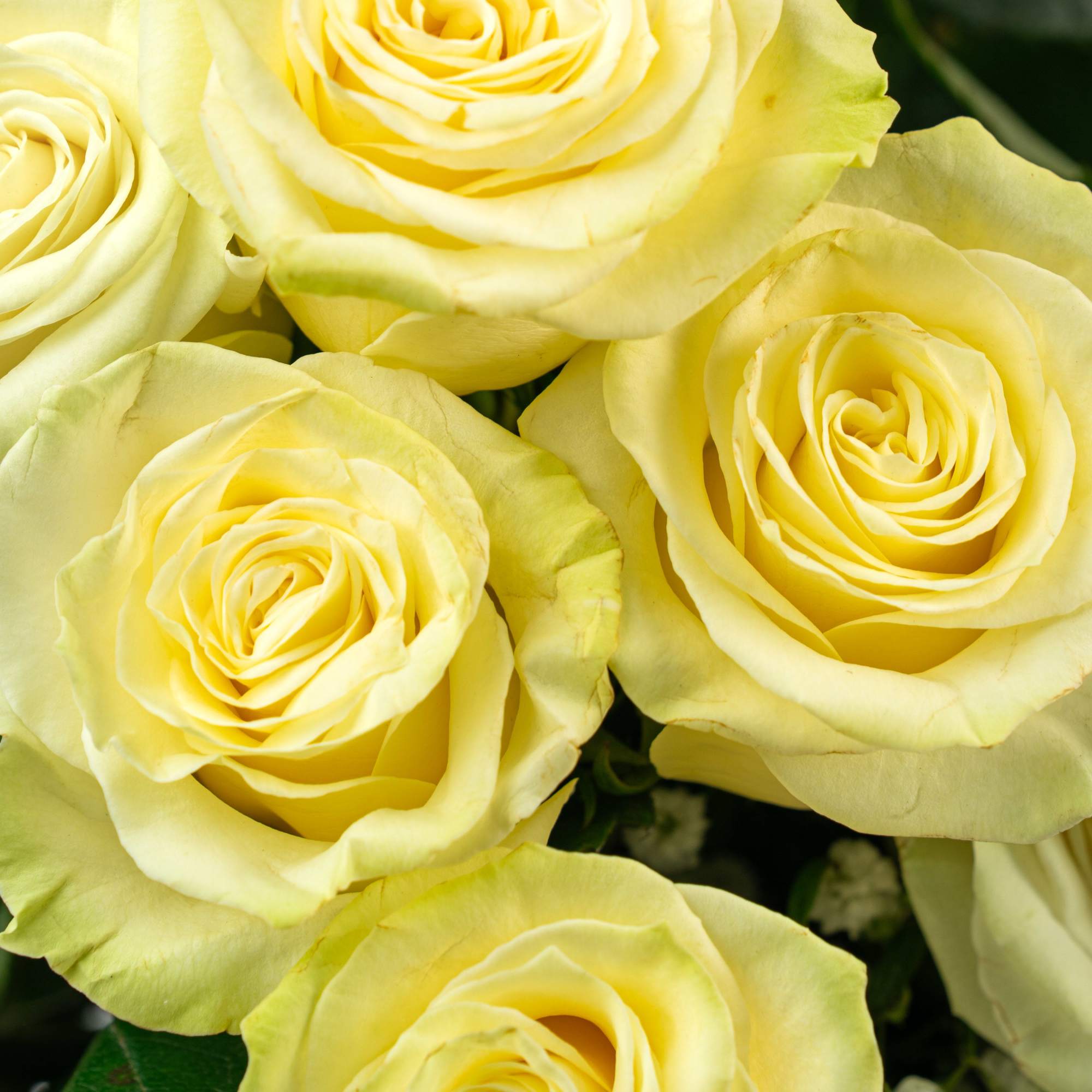 Close-up of several pale yellow roses in full bloom