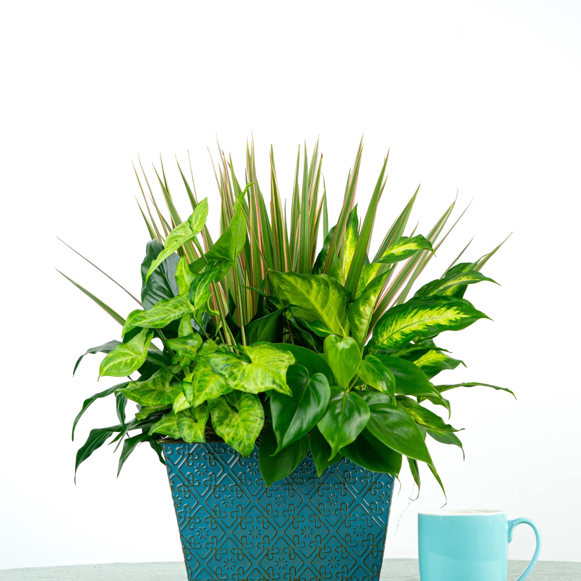 A designer&rsquo;s favorite! Our Ethan Dish Garden features a mix of layered, photo 2 of 2