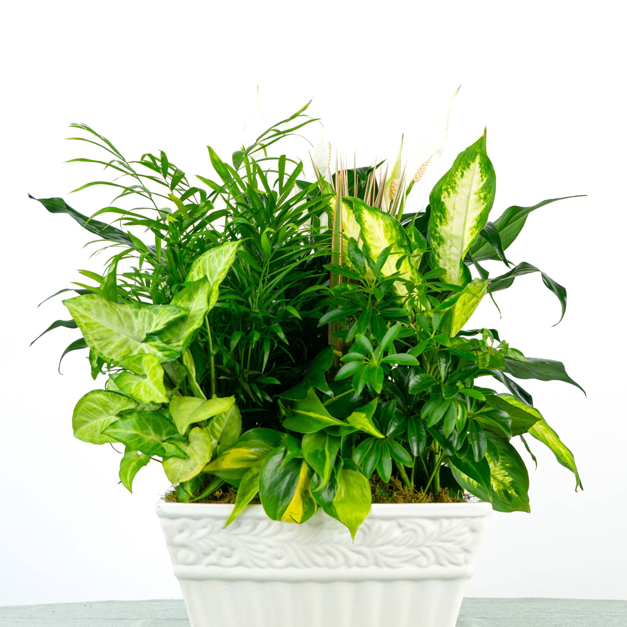 Larger and fuller, this garden evolves with the season. Our Francis Dish