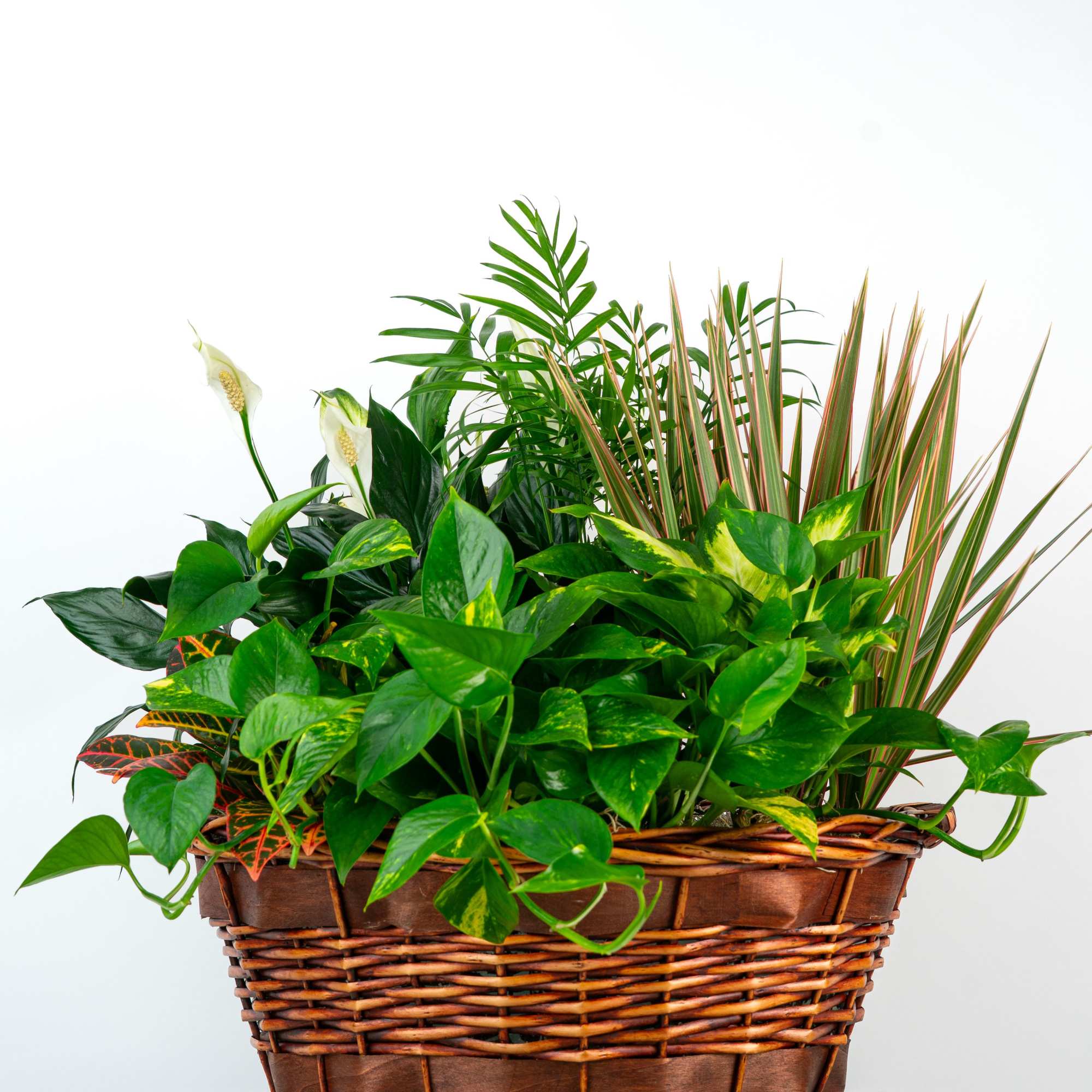 Elegantly designed with high-end greens, textures, and occasional blooms, this impressive garden
