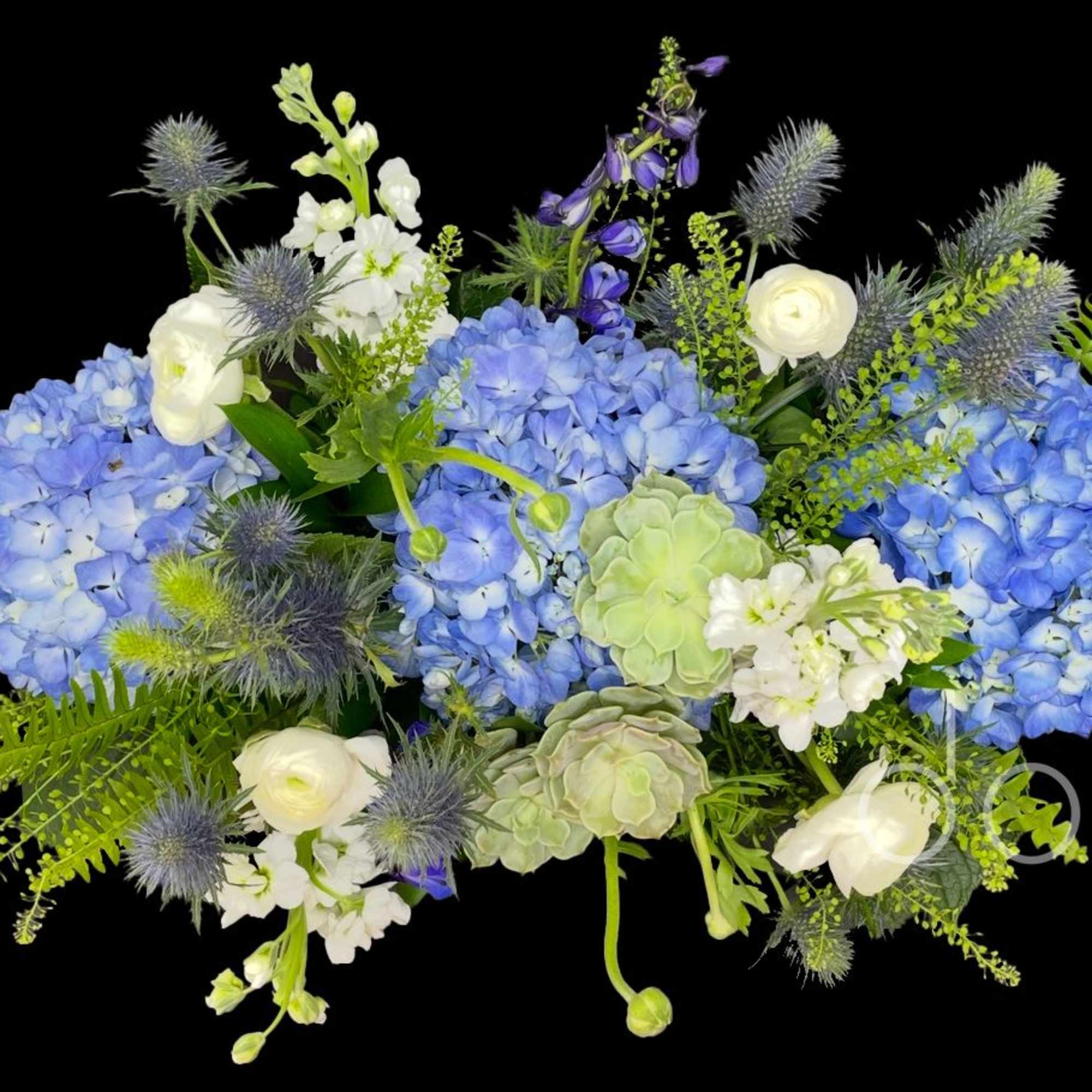Blue hydrangeas with white blooms and purple accents in a low arrangement