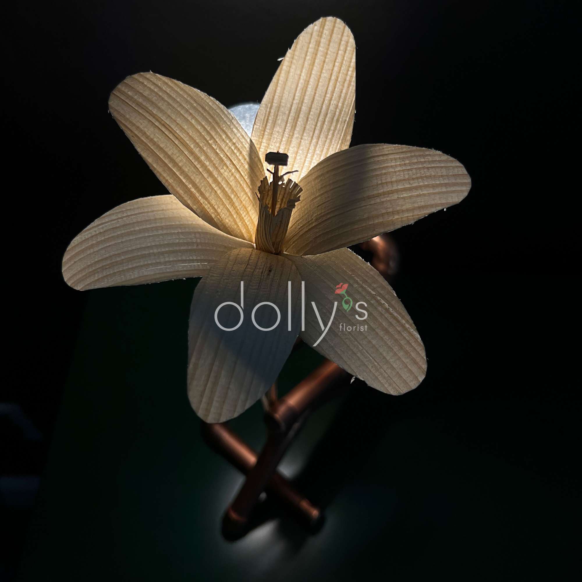 Single pale flower with six petals against a dark background