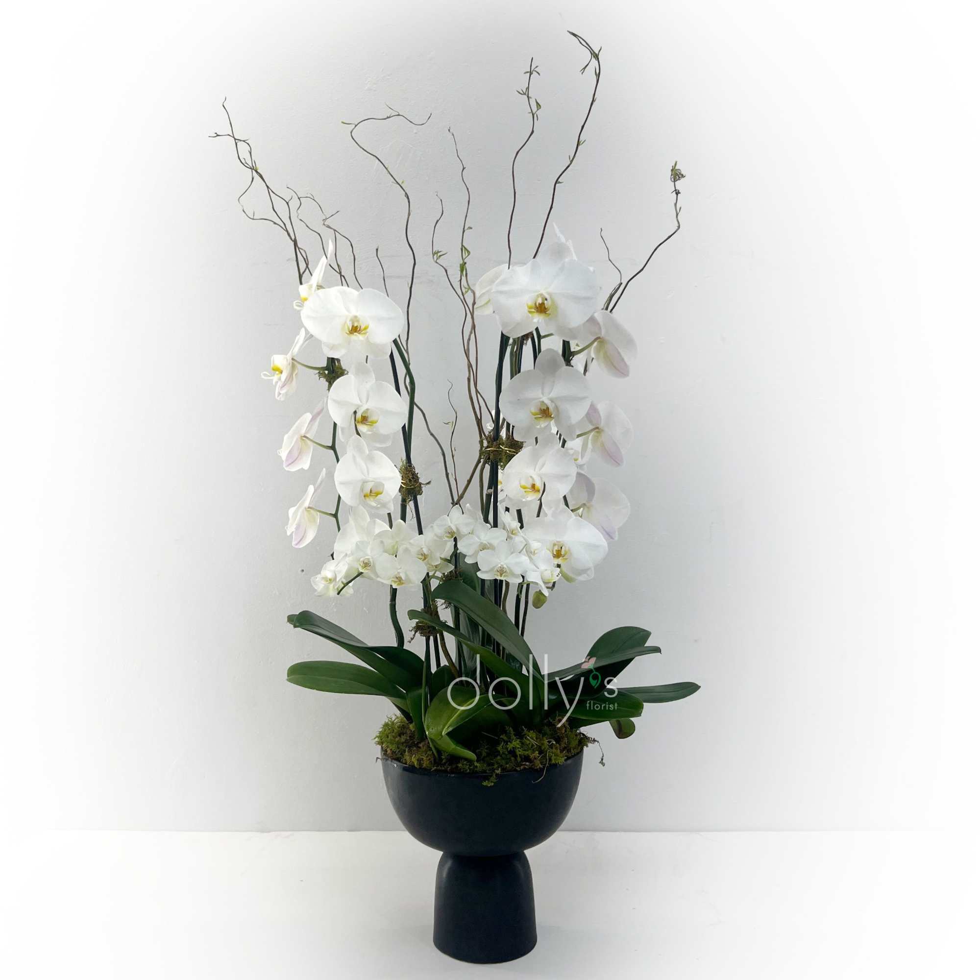 Tall sprays of white Phalaenopsis orchids rise like a sculptural statement from, photo 2 of 2