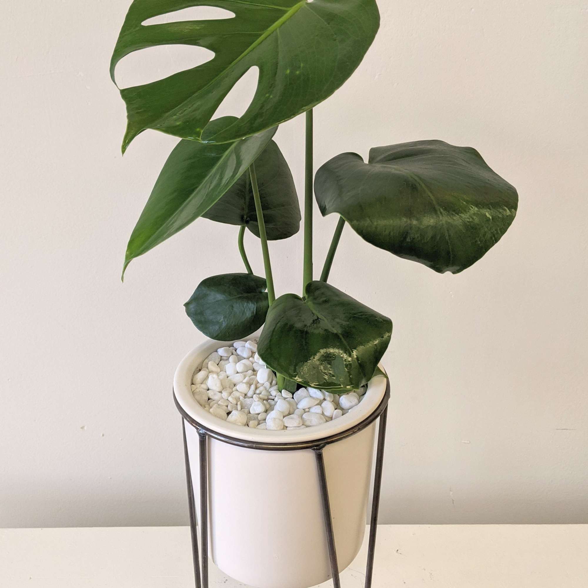 Potted monstera plant in a white container on a metal stand