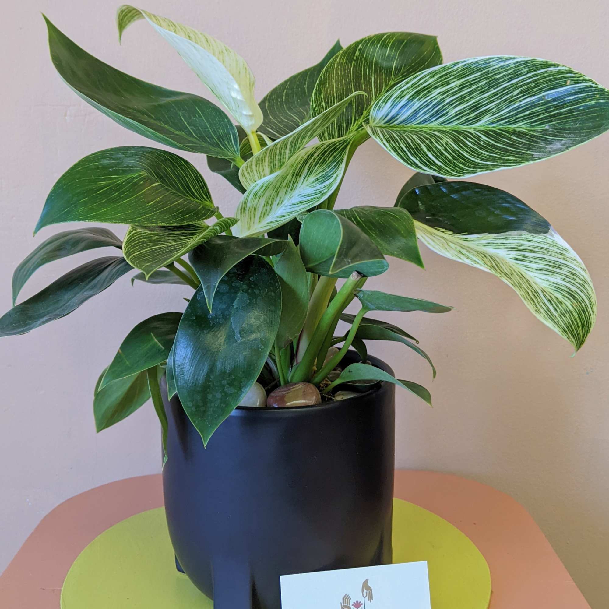 Variegated green potted plant in a black container